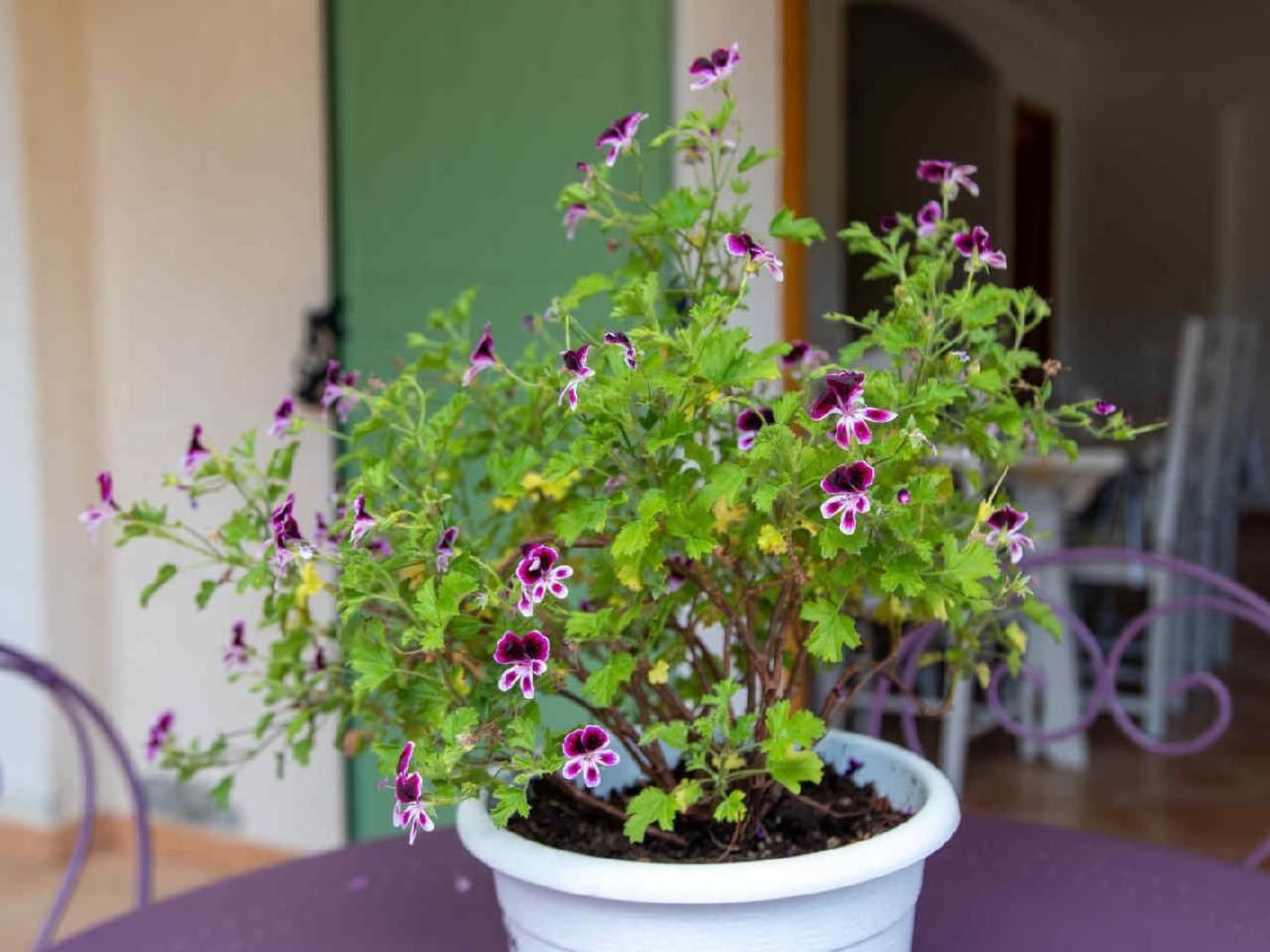 Appartement in Le Bar-Sur-Loup mit Eigenem Garten-Image-tags.info