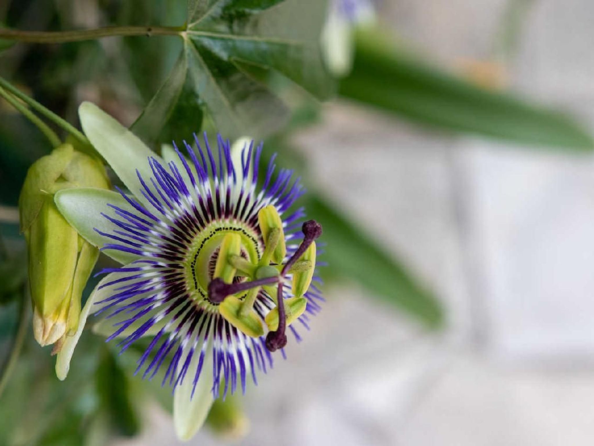 Appartement in Le Bar-Sur-Loup mit Eigenem Garten-Image-tags.info