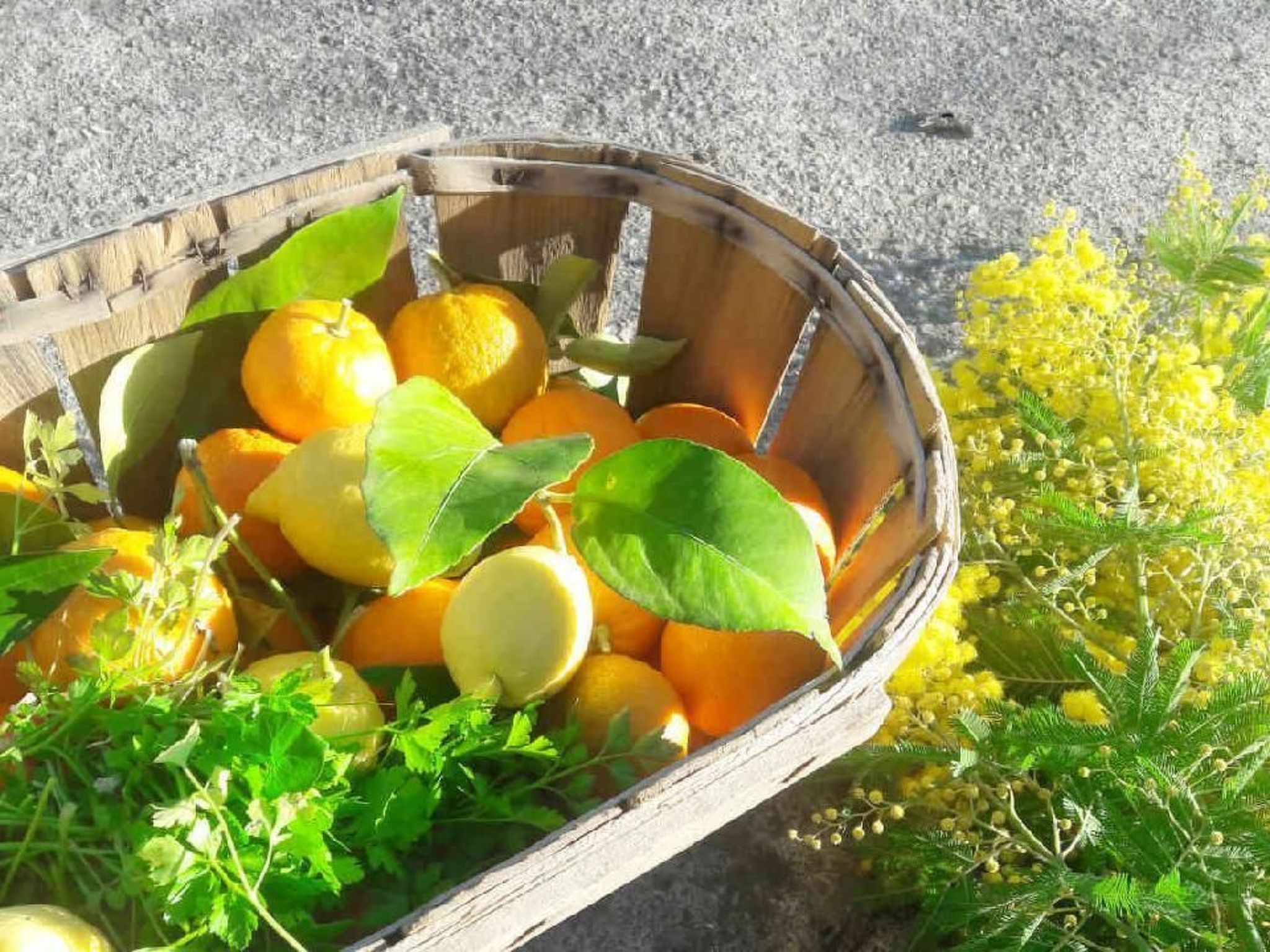 Appartement in Le Bar-Sur-Loup mit Eigenem Garten-Image-tags.info
