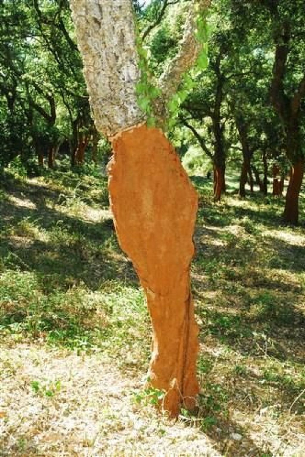 Wunderschönes Ferienhaus mit eigener Terrasse-Binnen