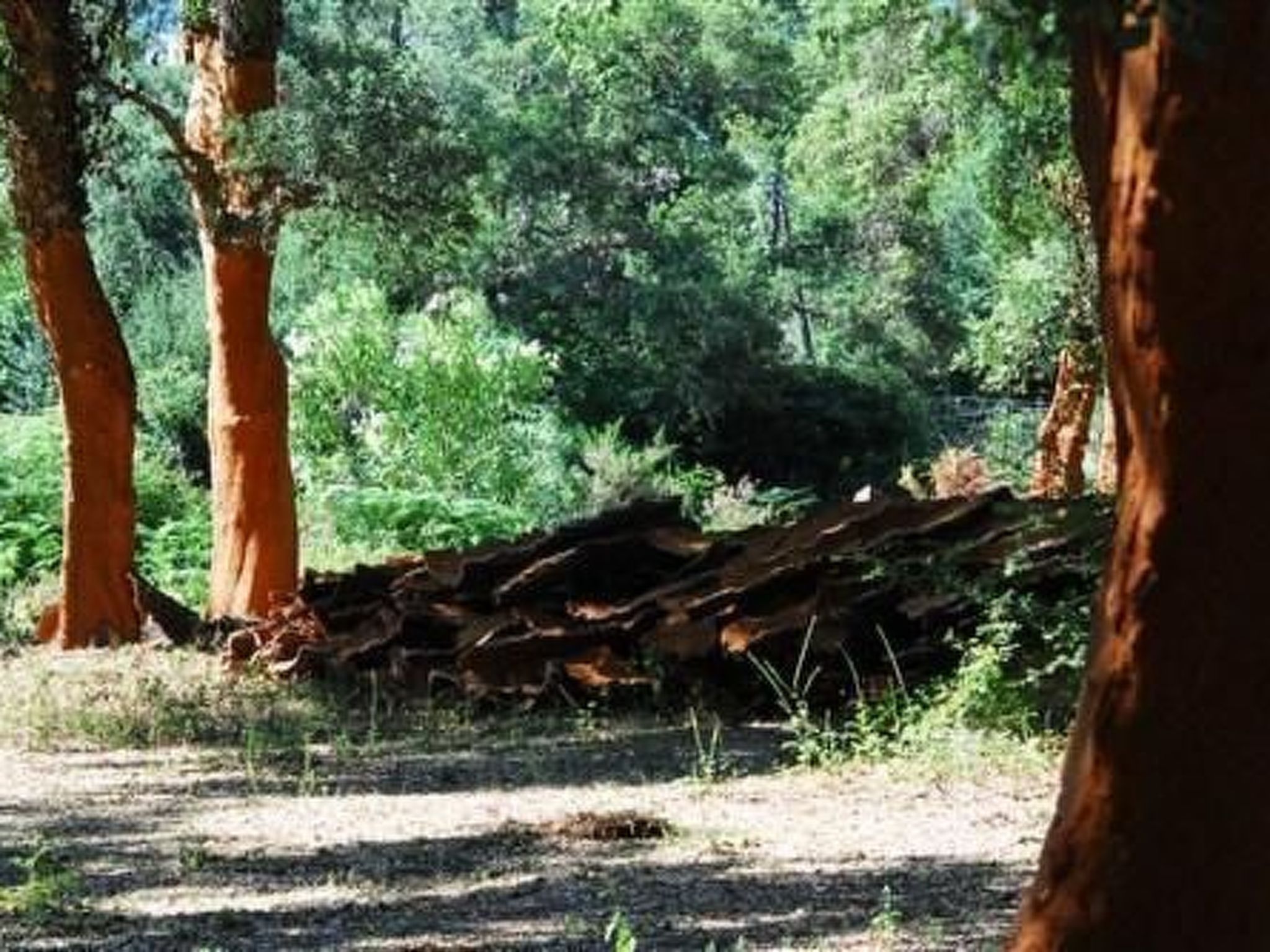Wunderschönes Ferienhaus mit eigener Terrasse-Binnen