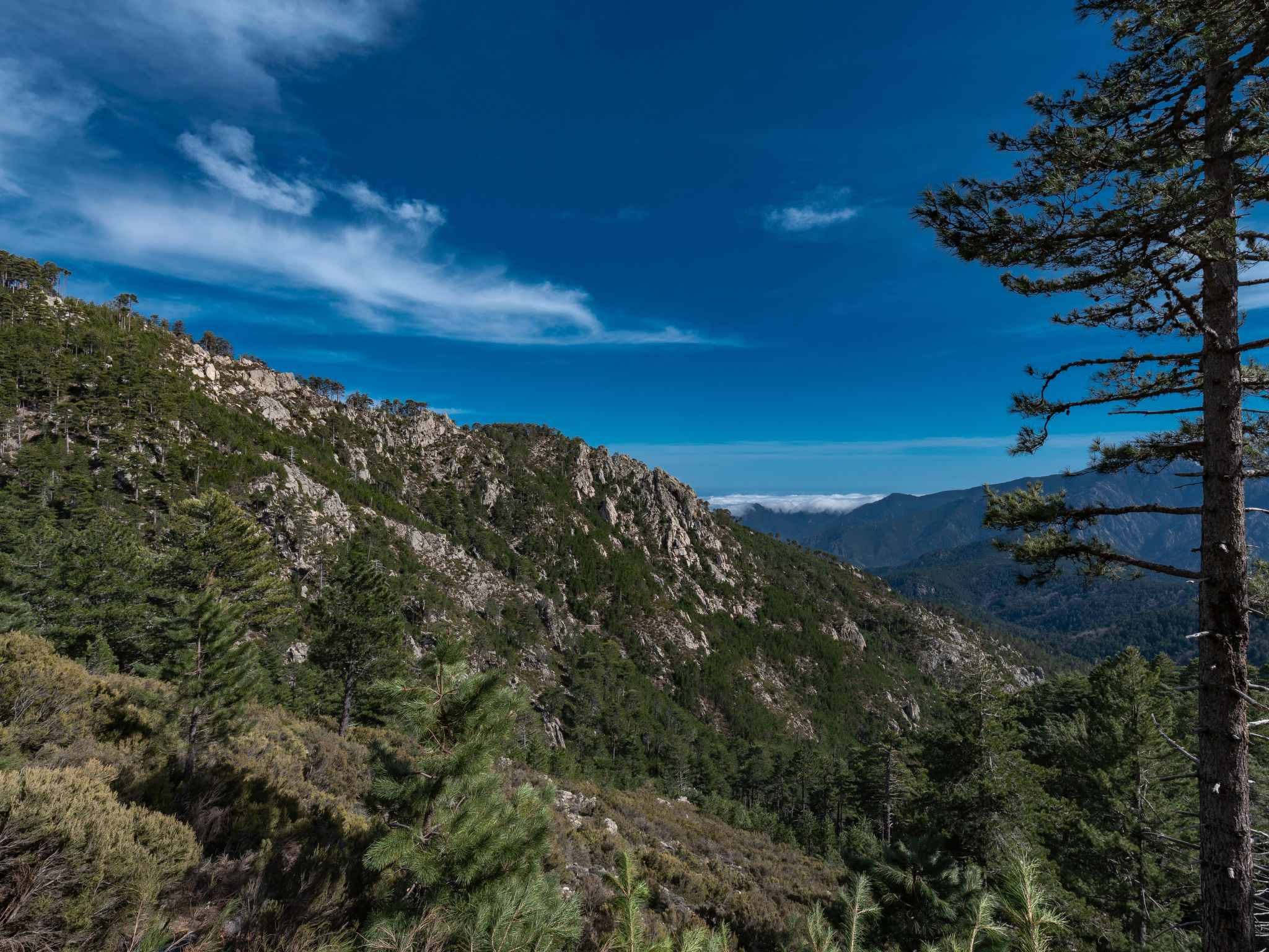 Photo of Migone de Sampolo