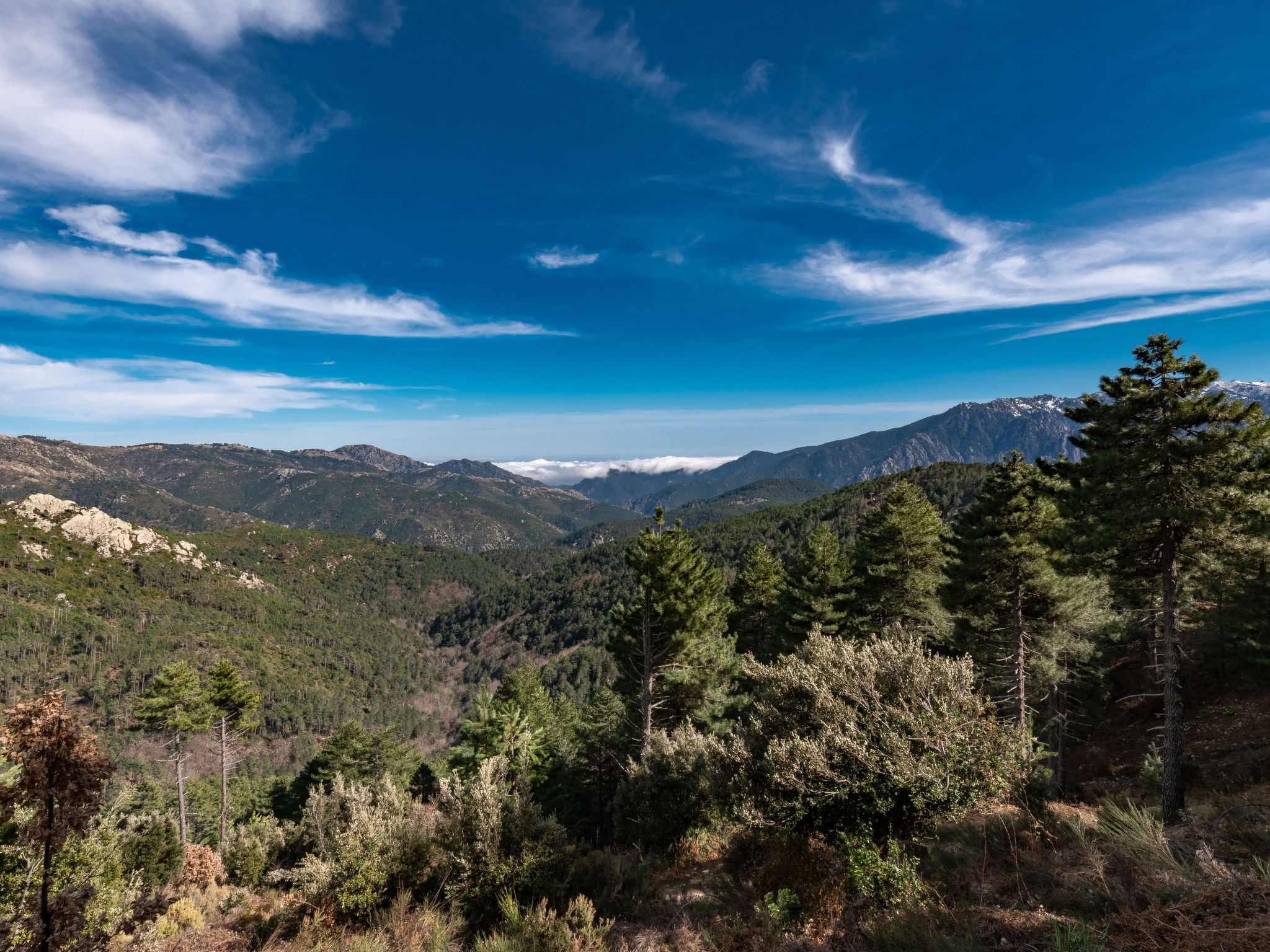 Photo of Migone de Sampolo