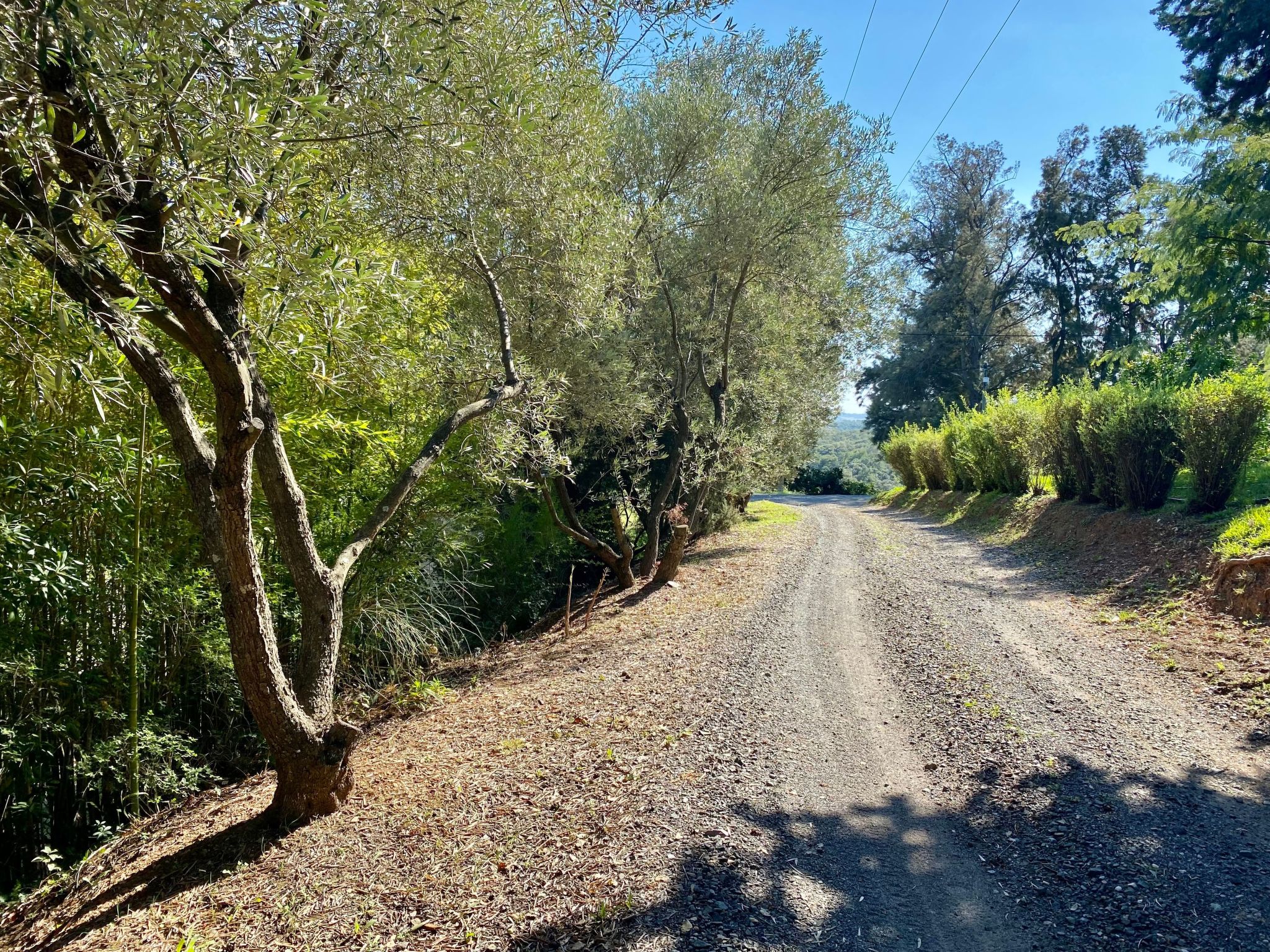 Weingut Punta della Guardia Panorama von Macchia und Meer-Drinnen