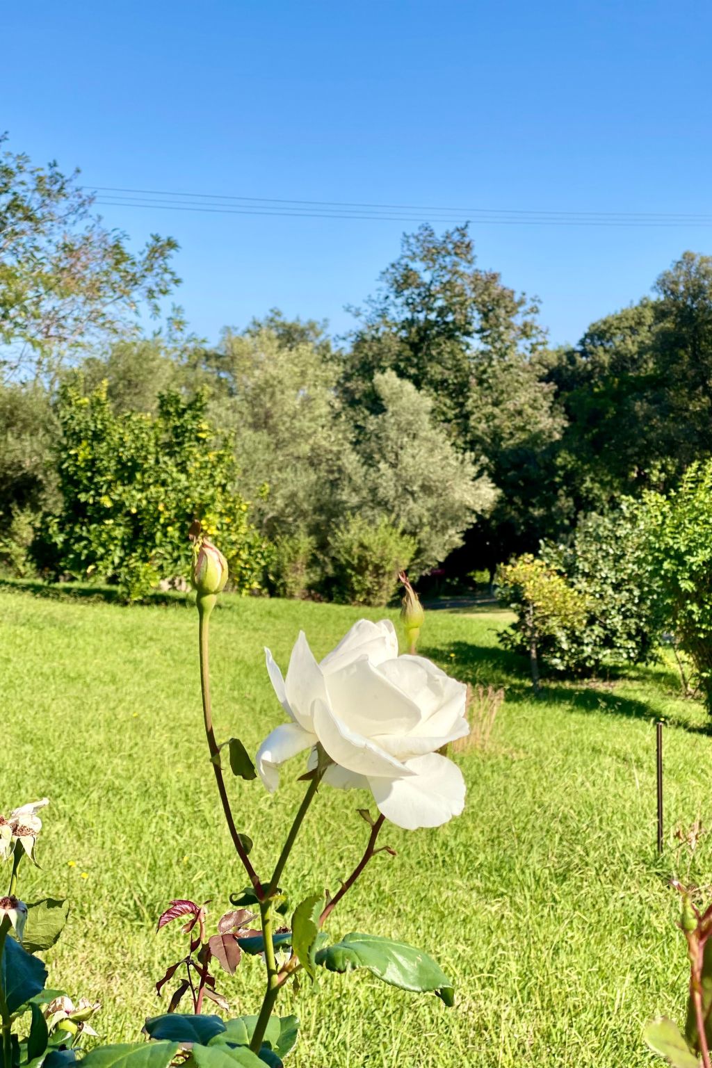 Weingut Punta della Guardia Panorama von Macchia und Meer-Drinnen