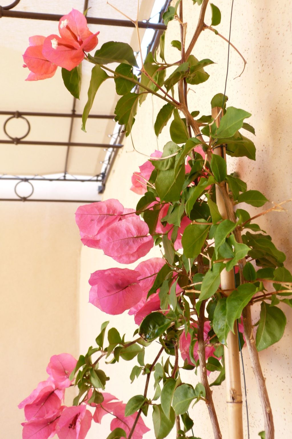 'Vista di Sognu Casa Olivea'-Binnen