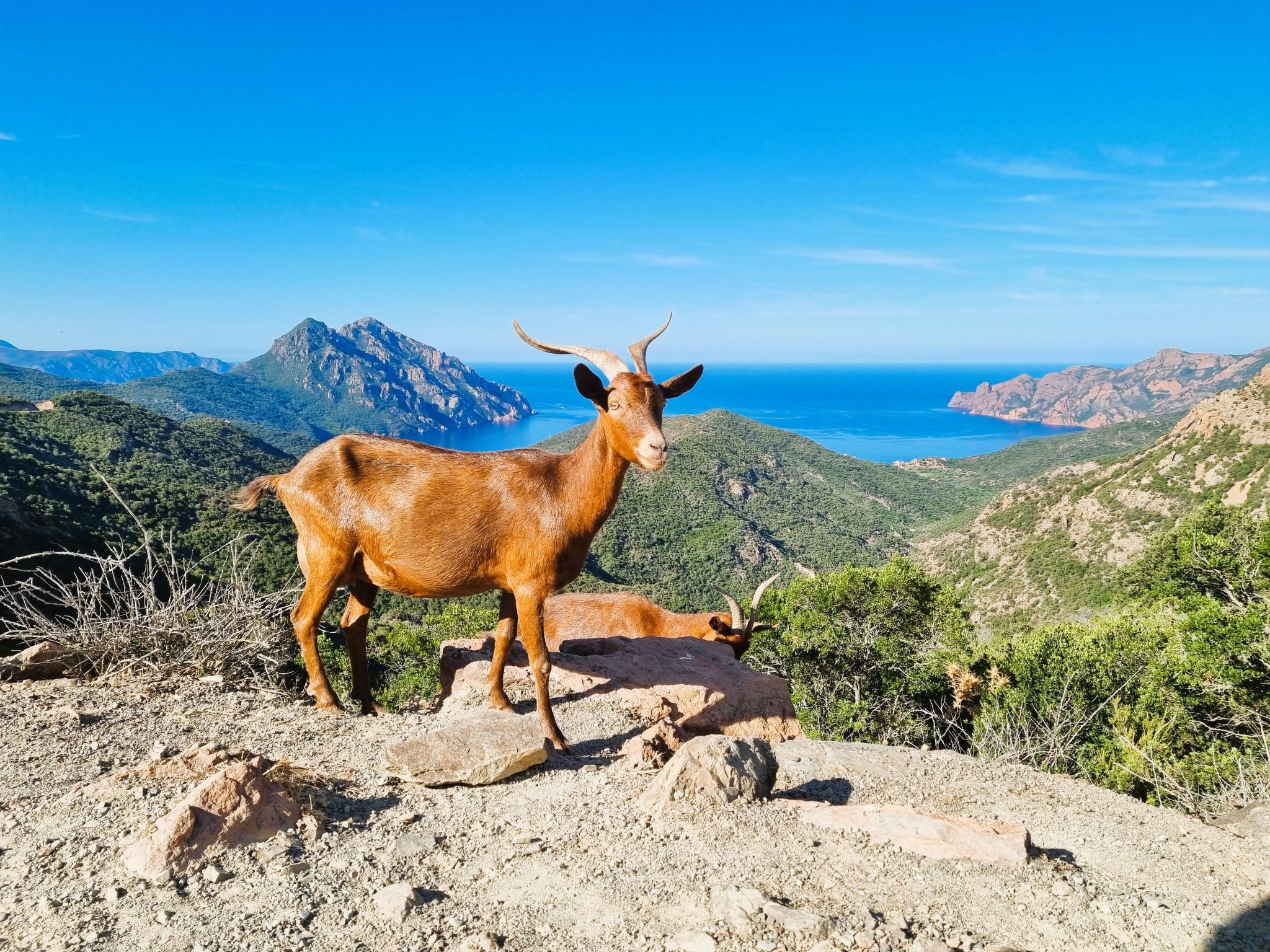 Photo of Calvi "Eden Paradisu"