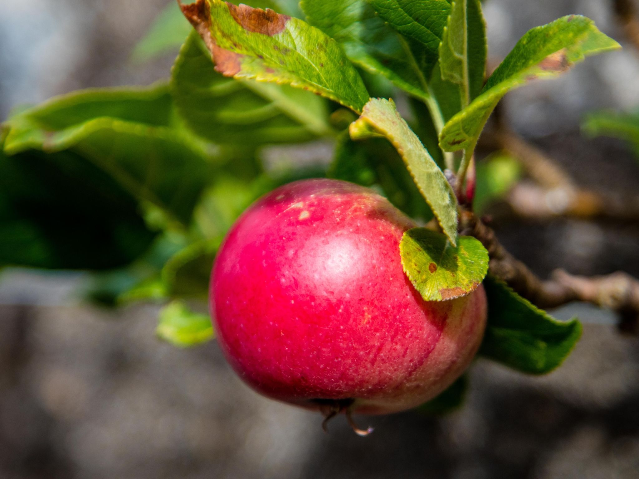 Schönes viktorianische Villa in Blairgowrie-Binnen