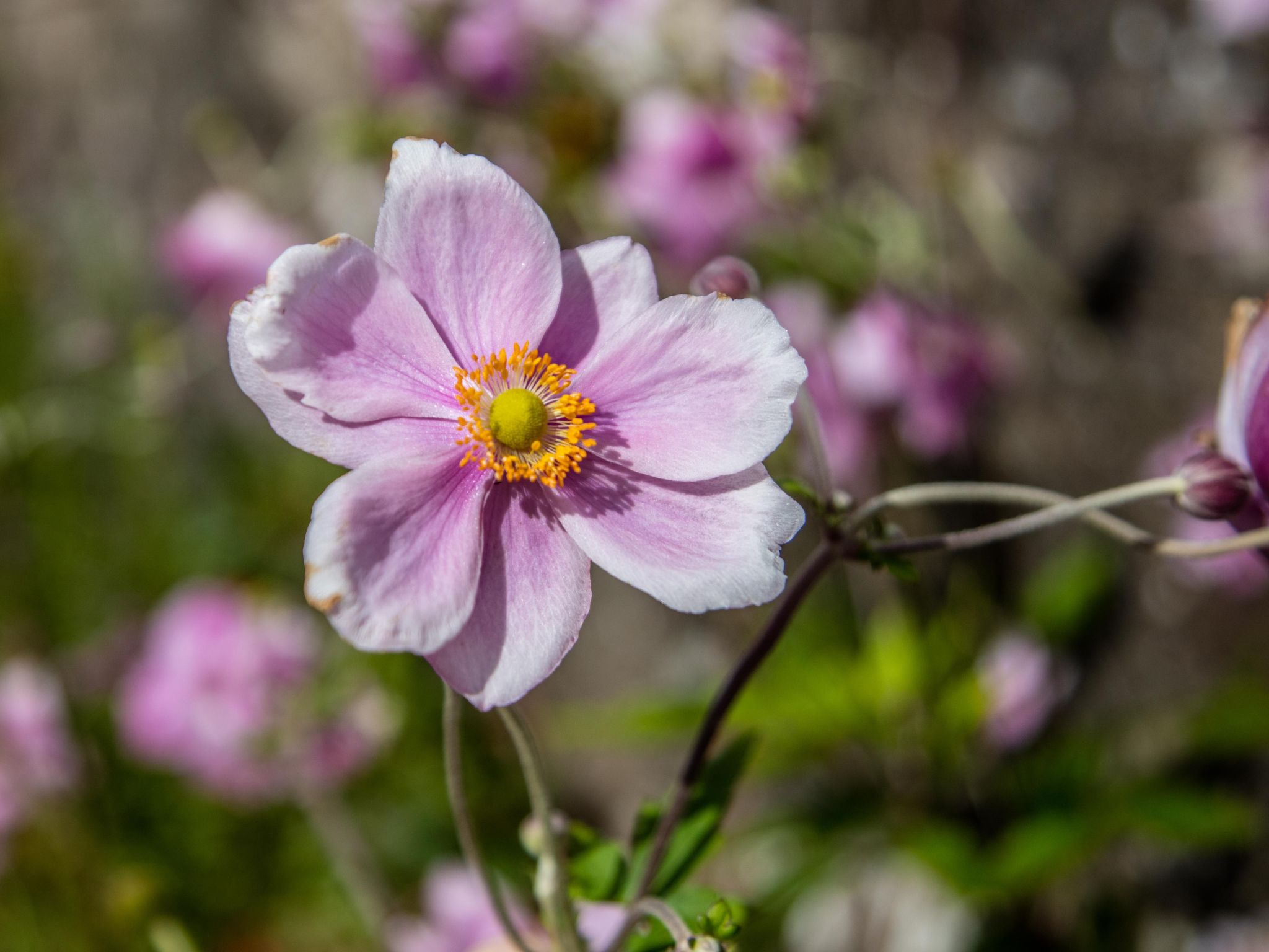 Schönes viktorianische Villa in Blairgowrie-Binnen