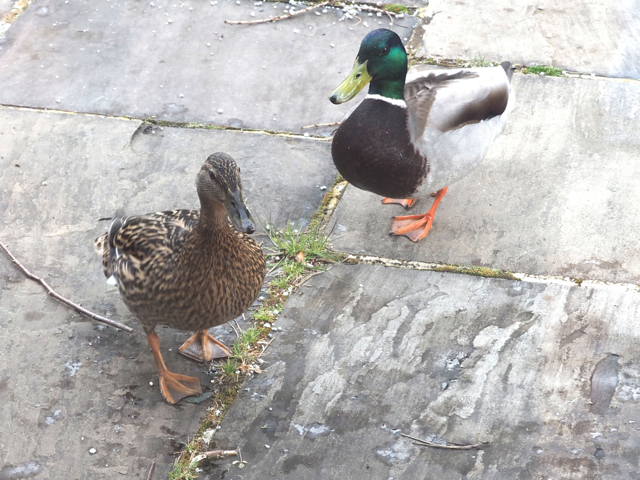 The Duck House-Buiten