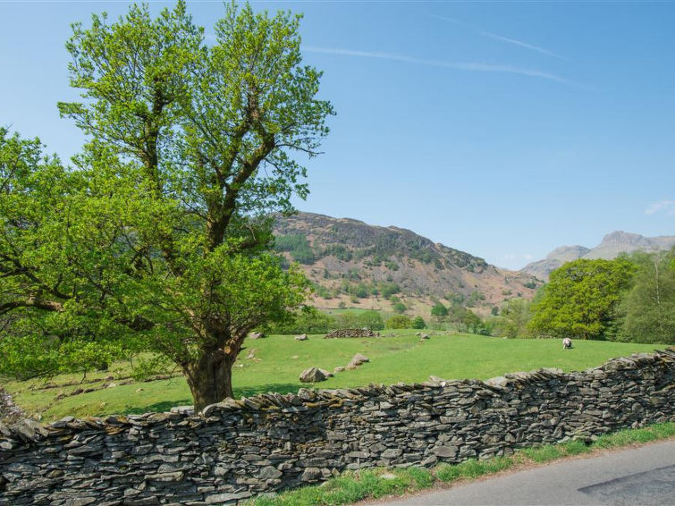 Photo of Chapel Tree