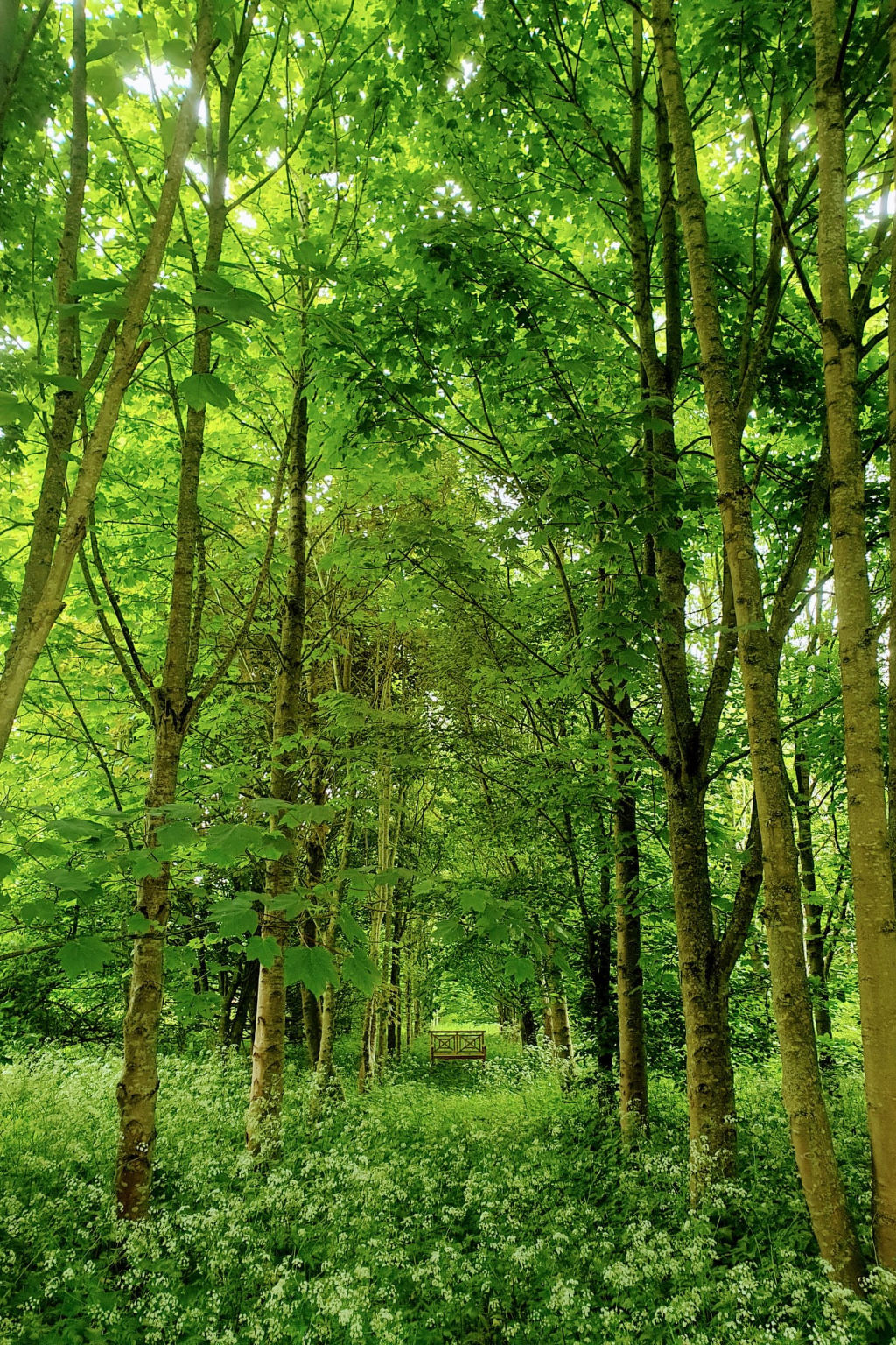 Blackbarn Wood