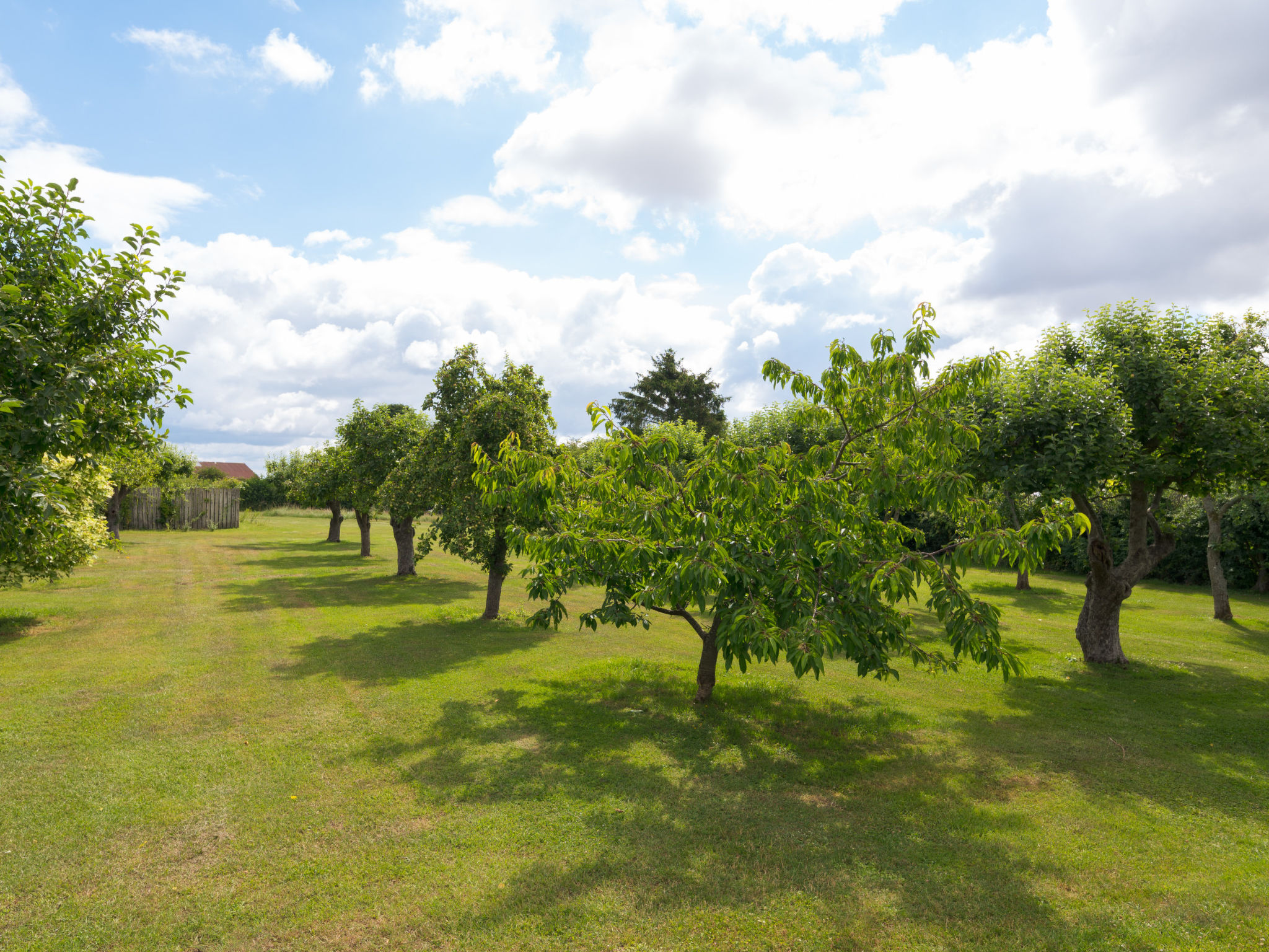 Walltree House - Buiten