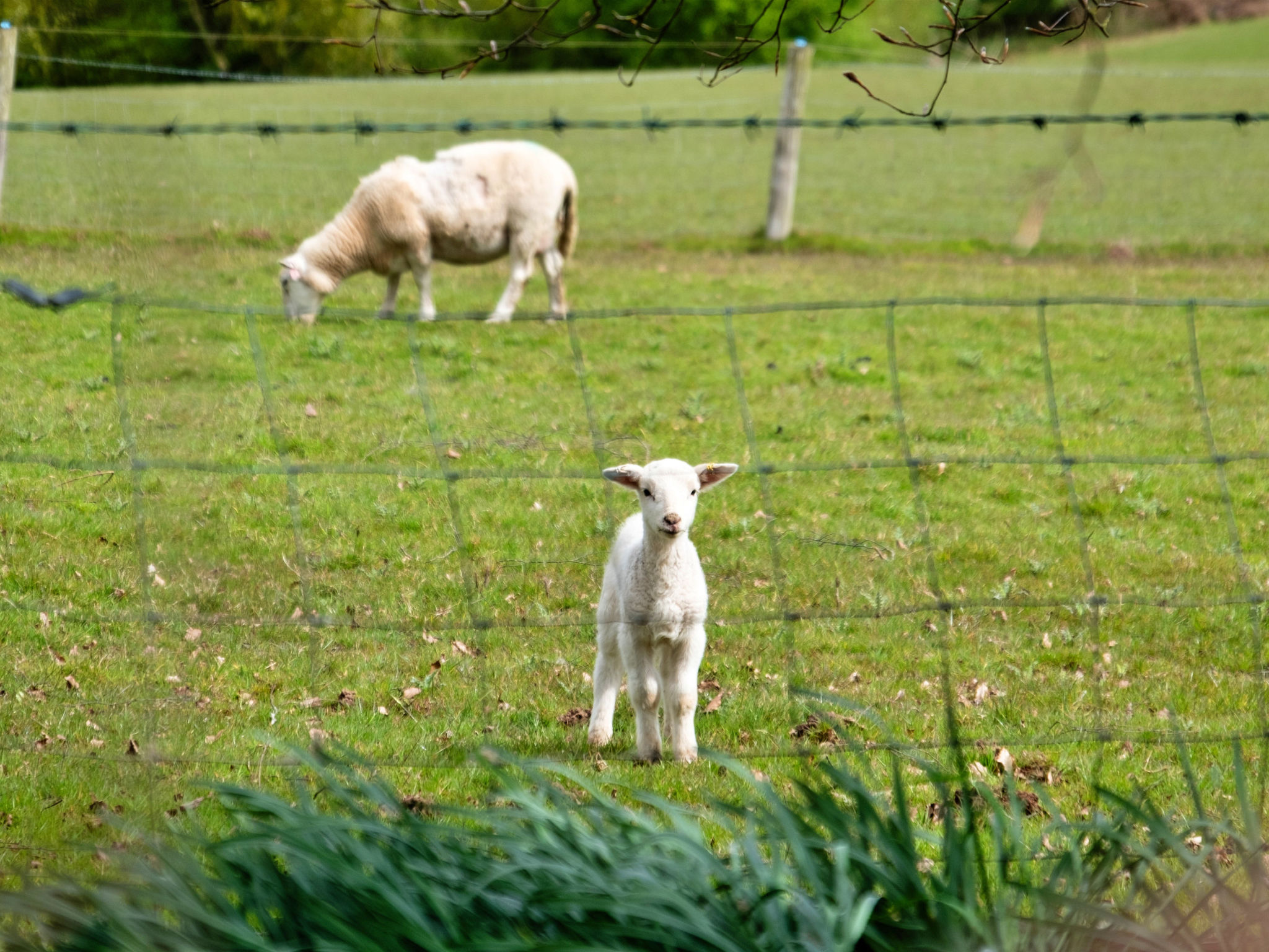 Hay and Hedgerow Glamping-Draußen