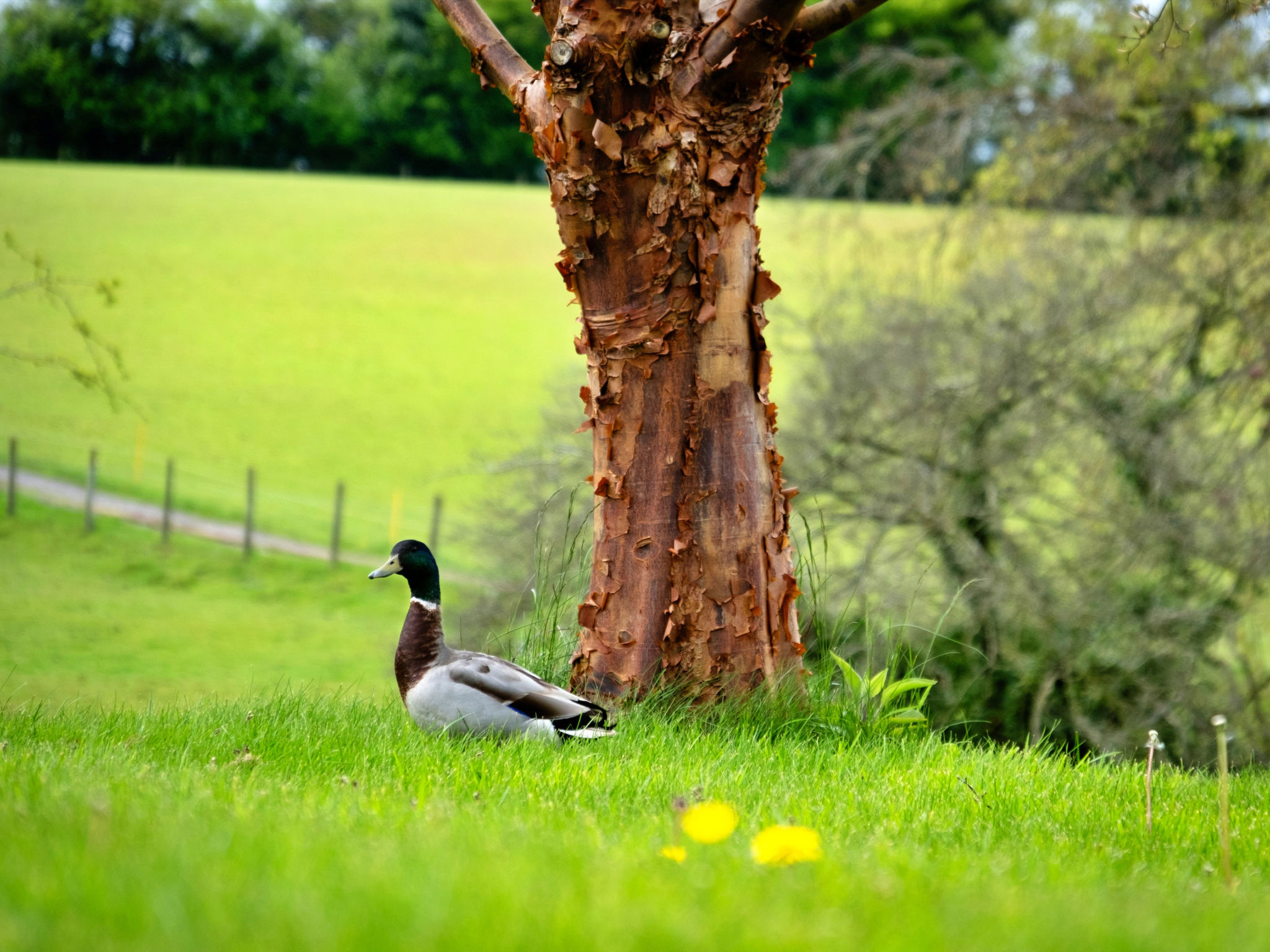 Hay and Hedgerow Glamping-Draußen