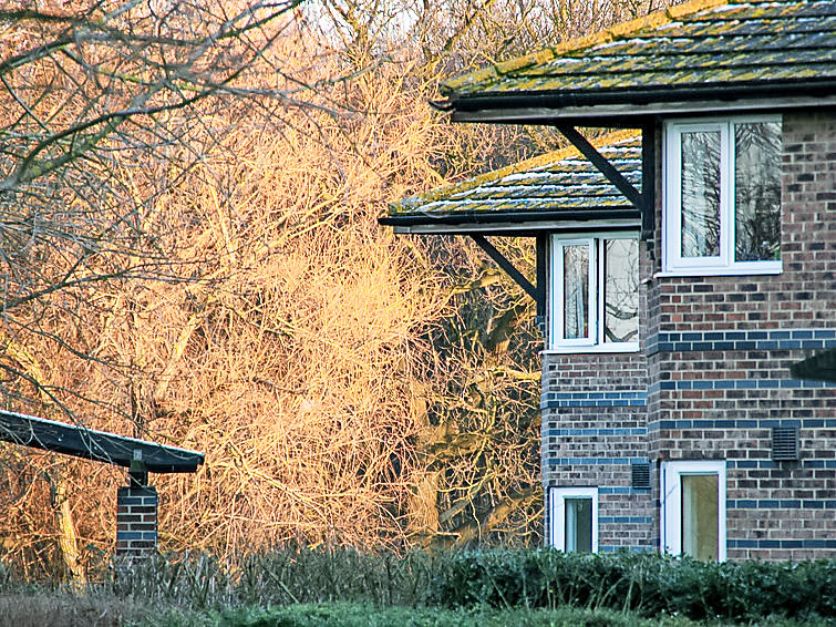 Photo of University Campus Park Wood