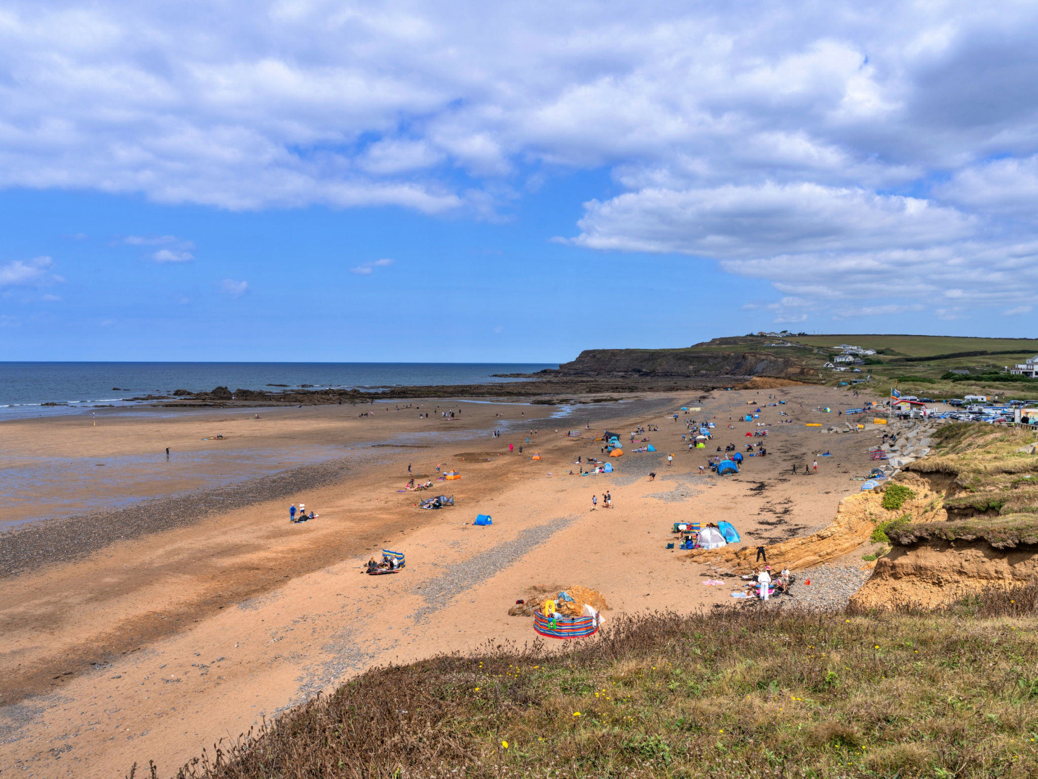 Sea Thrift at Widemouth Bay - Buiten