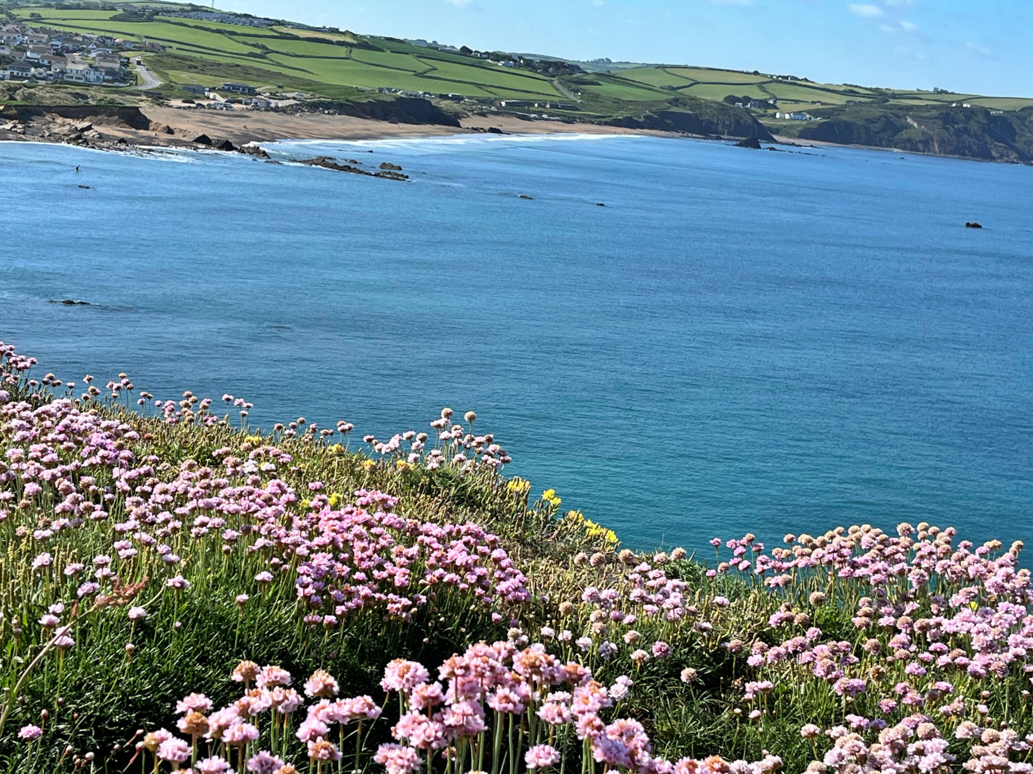 Sea Thrift at Widemouth Bay - Buiten