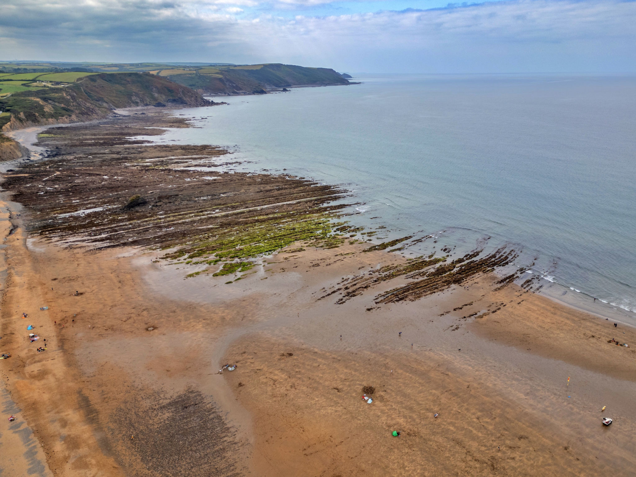 Sea Thrift at Widemouth Bay - Buiten