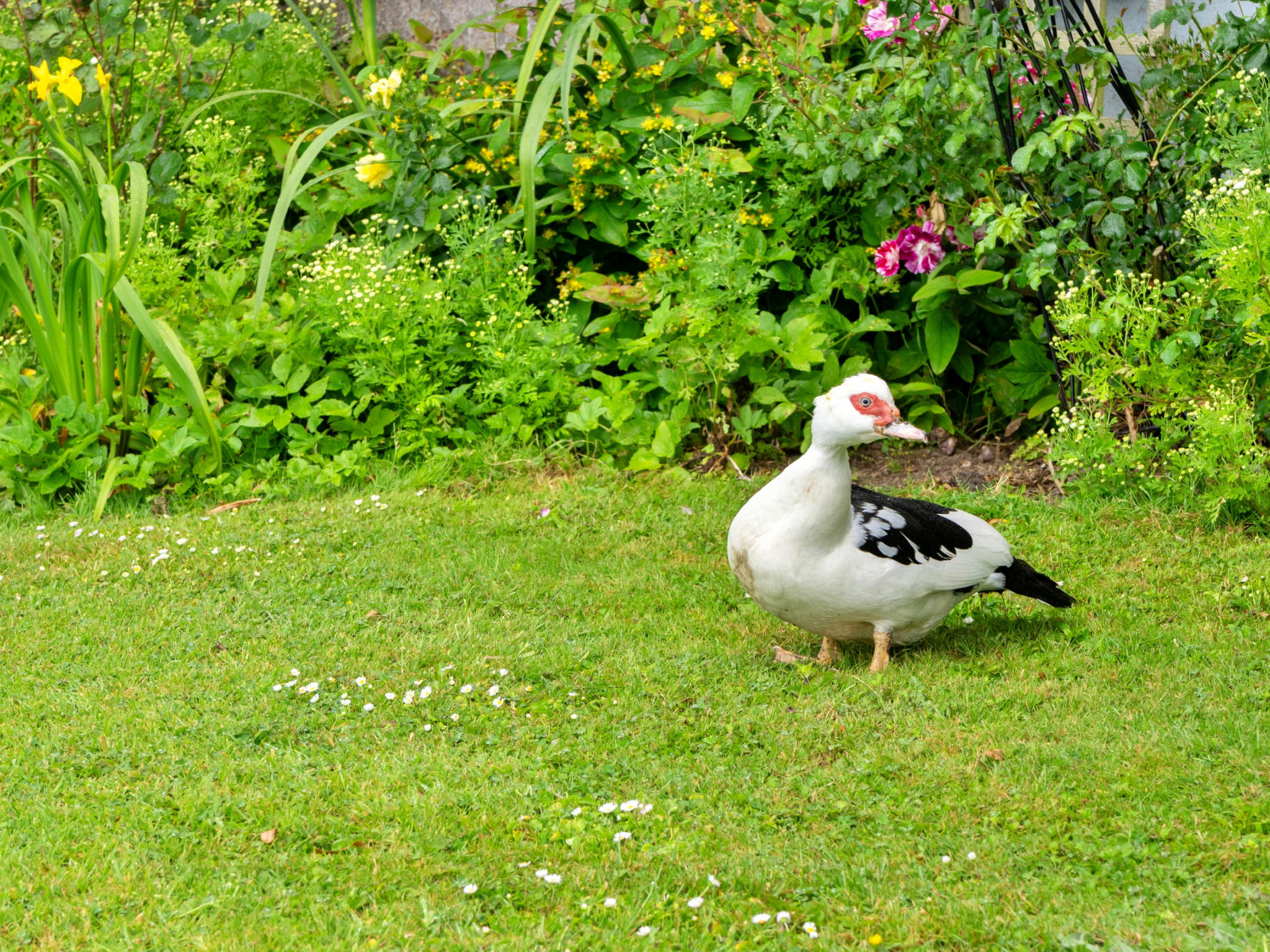 Squire, Quinceborough Farm - Buiten