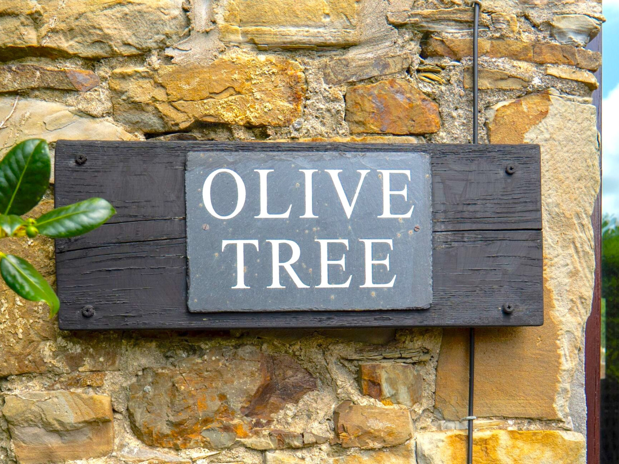 Olive Tree at Widemouth Bay - Buiten