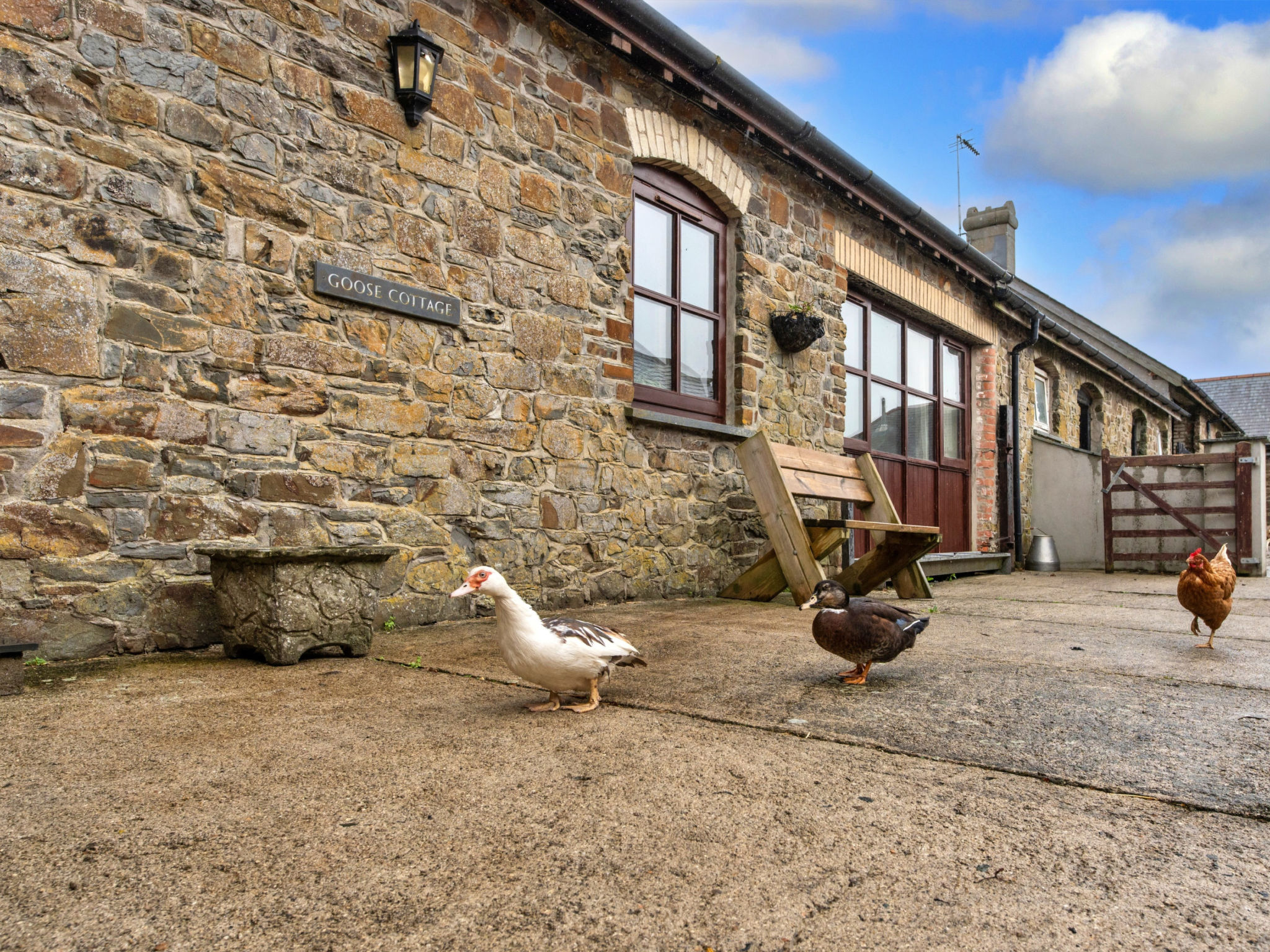 Goose, Quinceborough Farm - Buiten