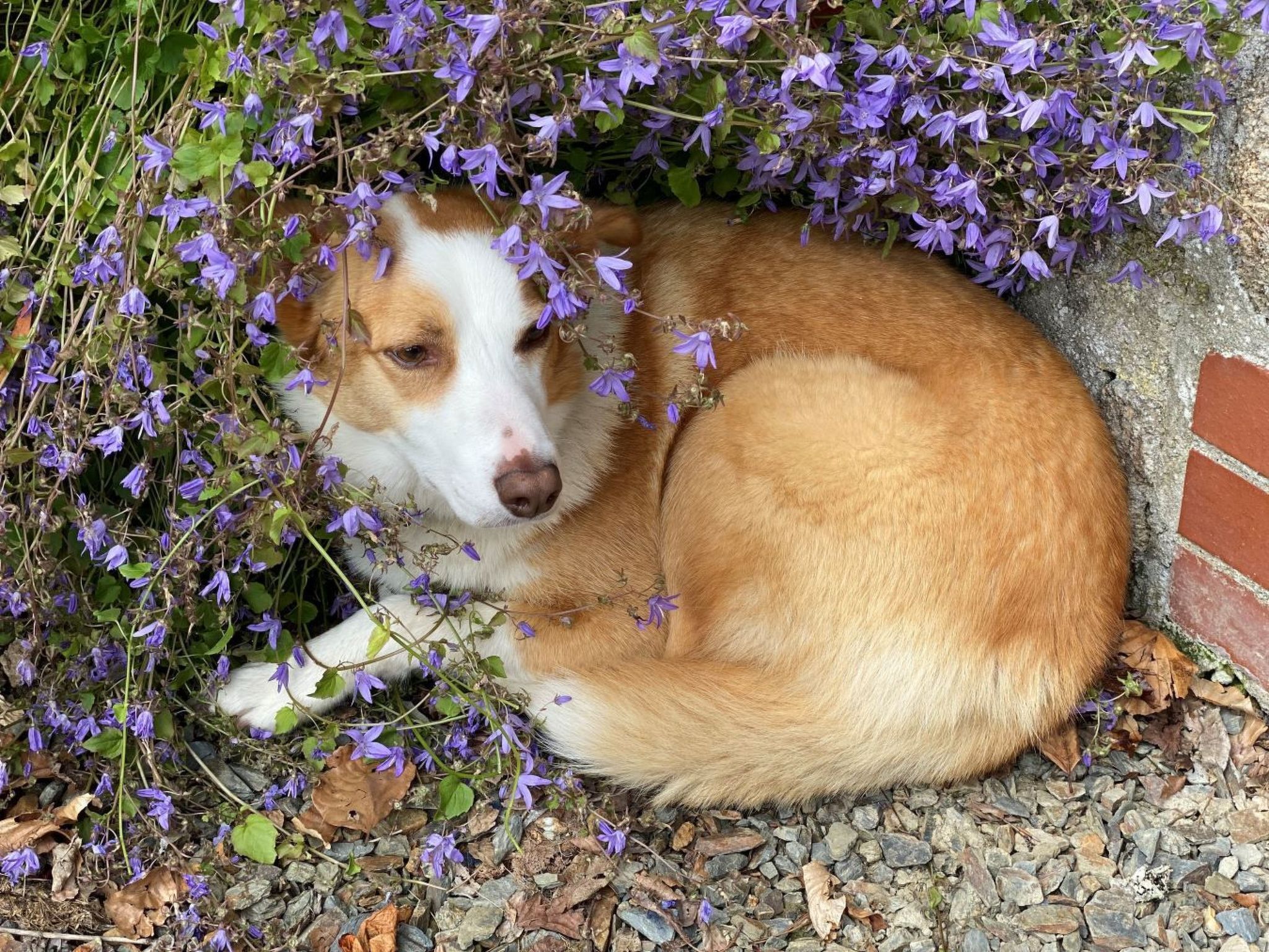 Idyllisches,haustierfreundliches Landhaus Lavender-Binnen