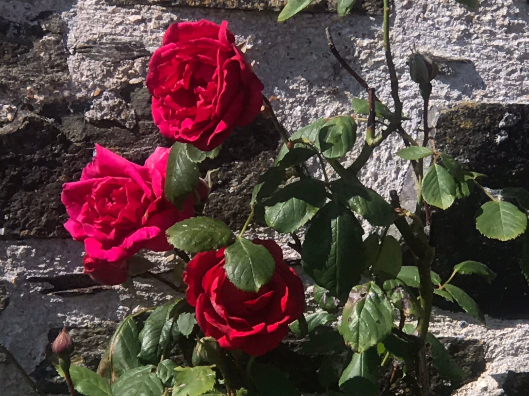 Idyllisches,haustierfreundliches Landhaus Lavender-Binnen