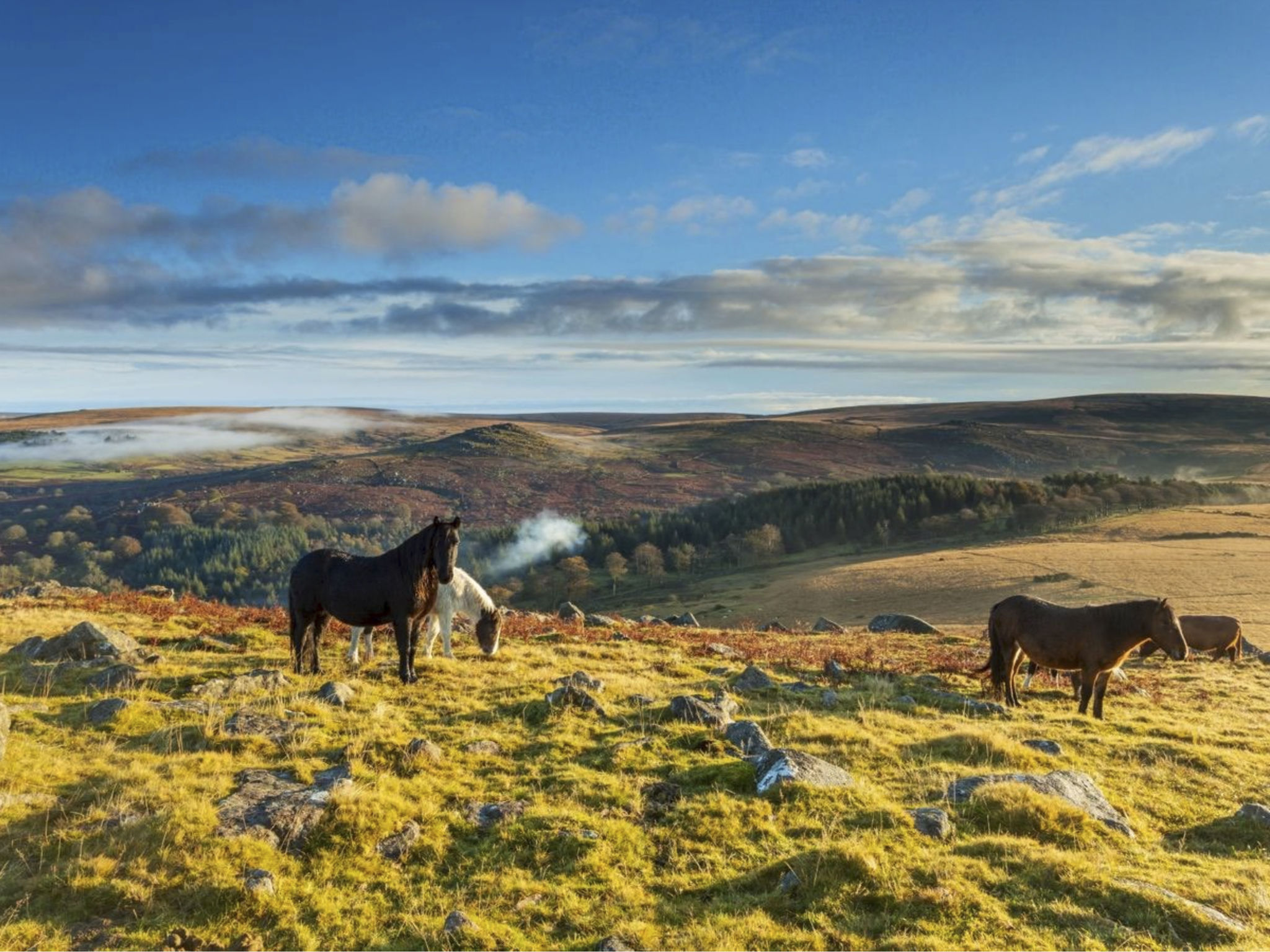 Gemütliches Familienhaus am Meer-Image-tags.info