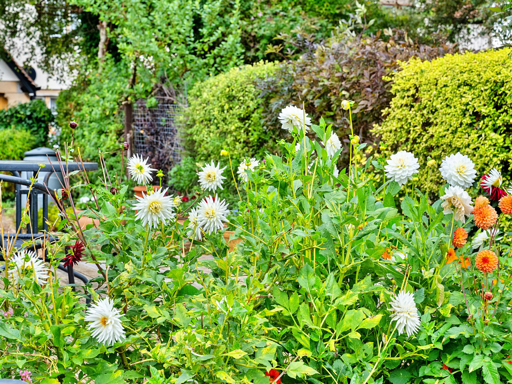 Clematis Cottage-Buiten