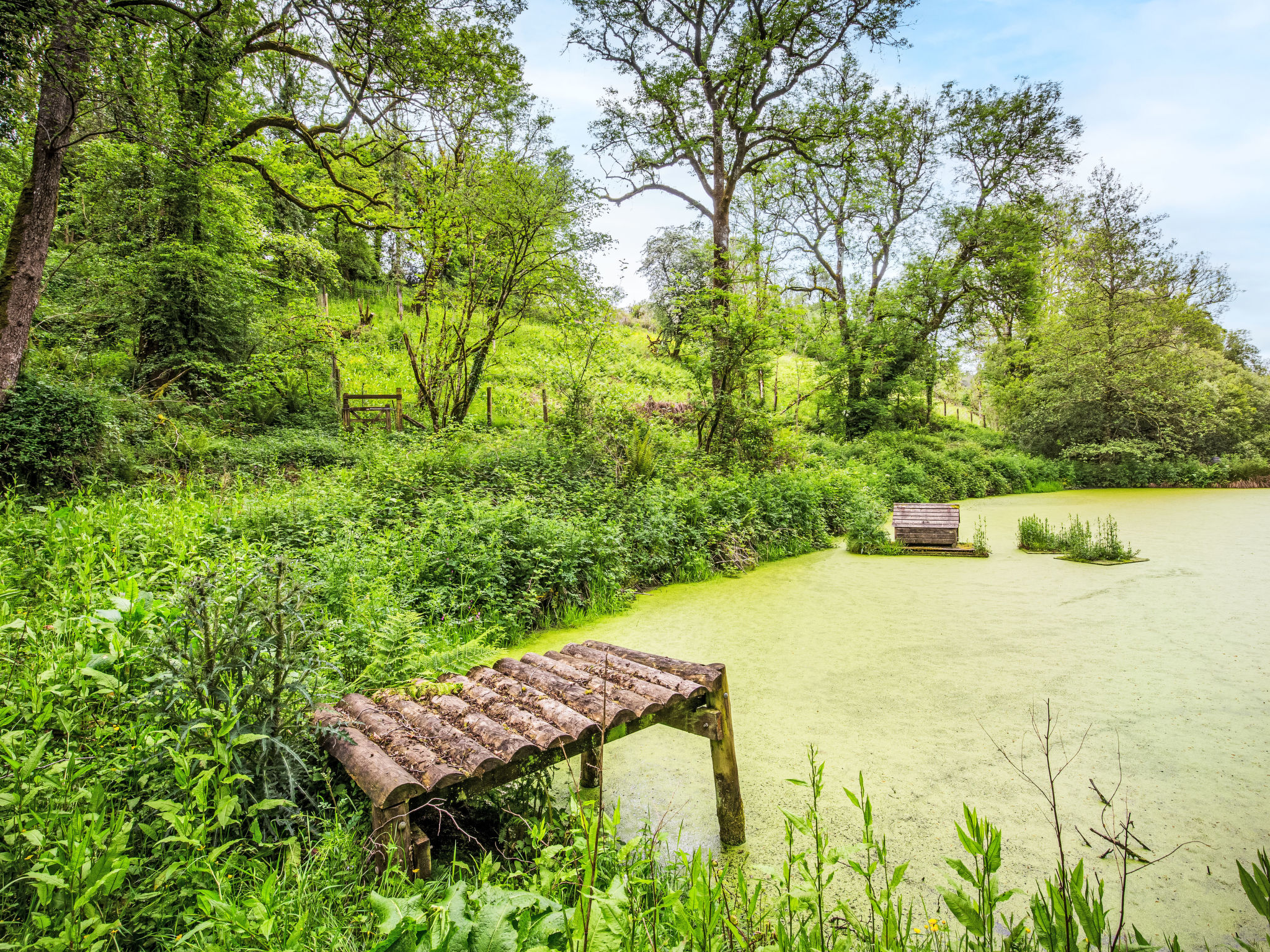 Buttermilk Cottage - Buiten