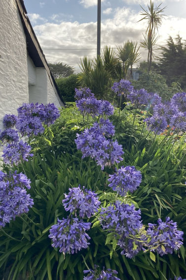 Photo of Porth Cottage