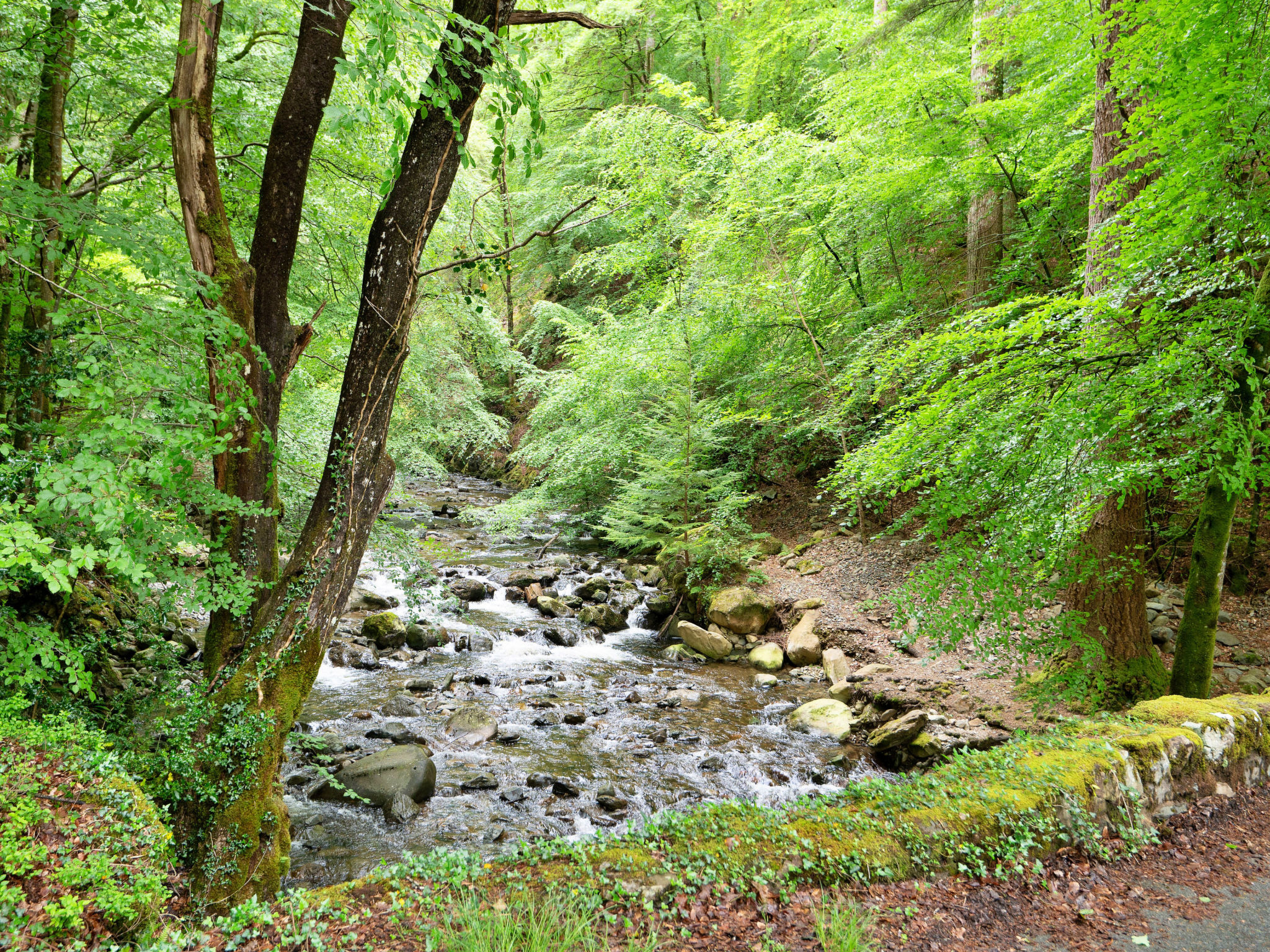 Photo of Hermon Bach