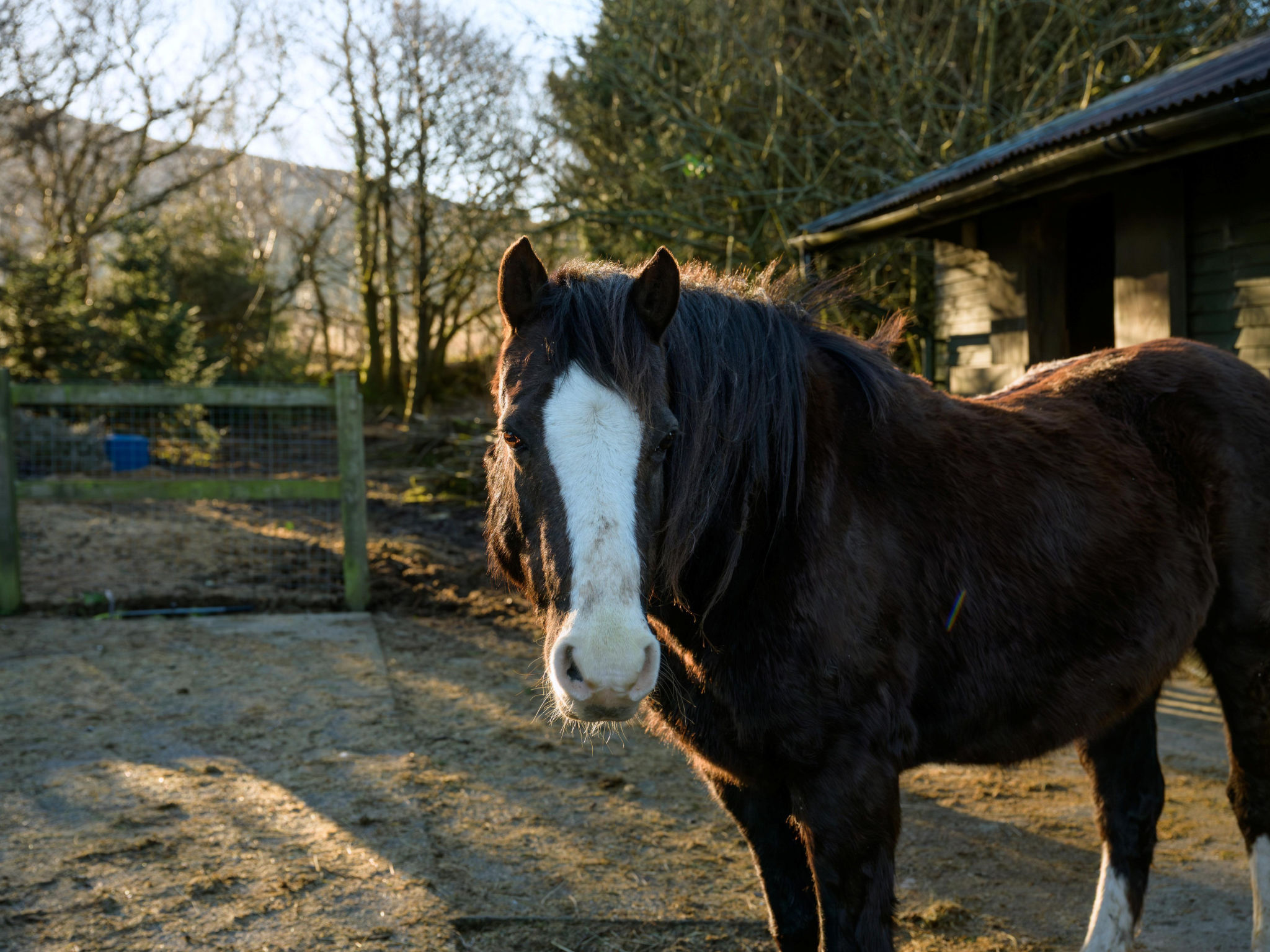 Hedd Wen Cottage - Dehors