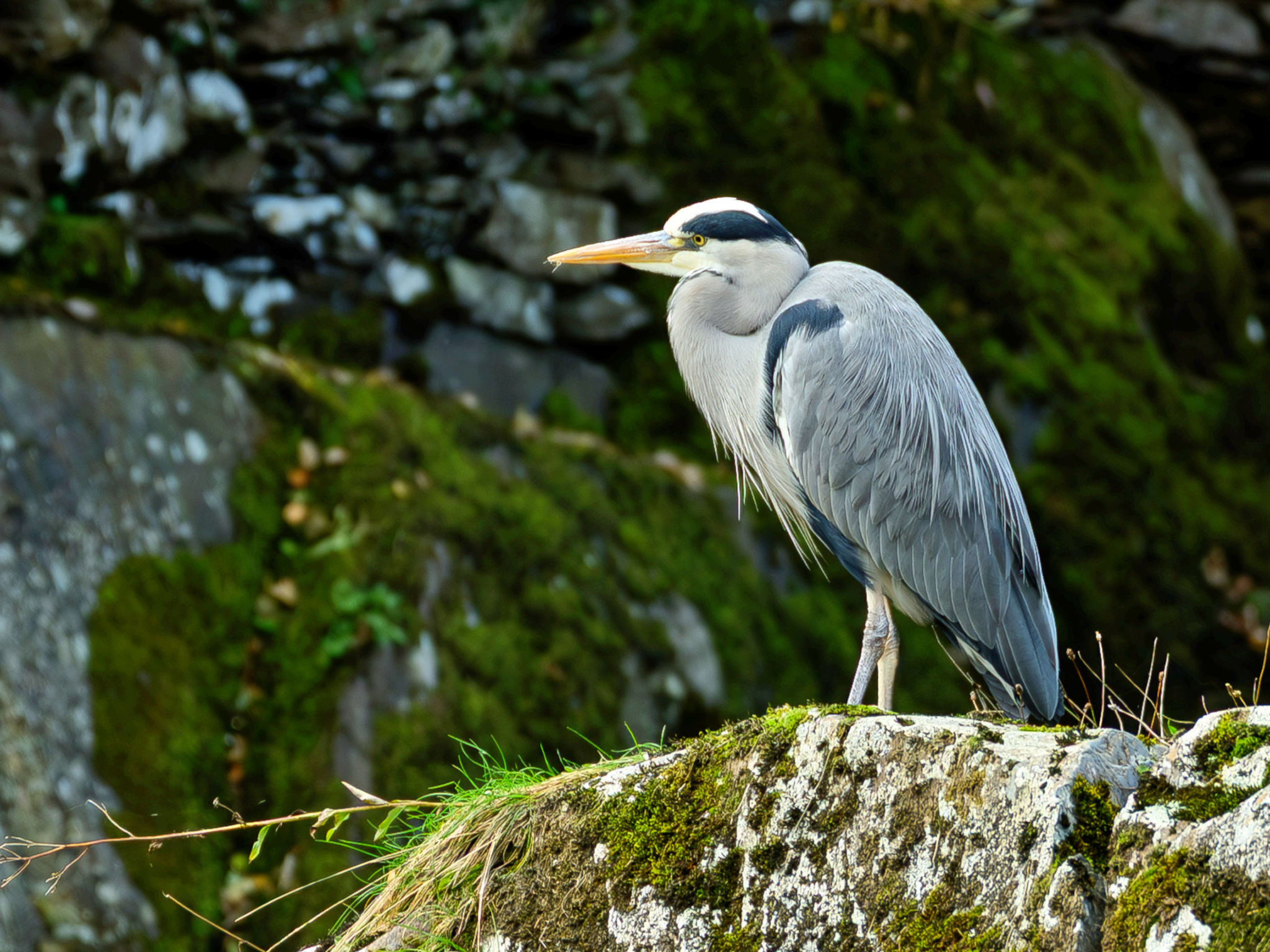 Bod Gwynedd
