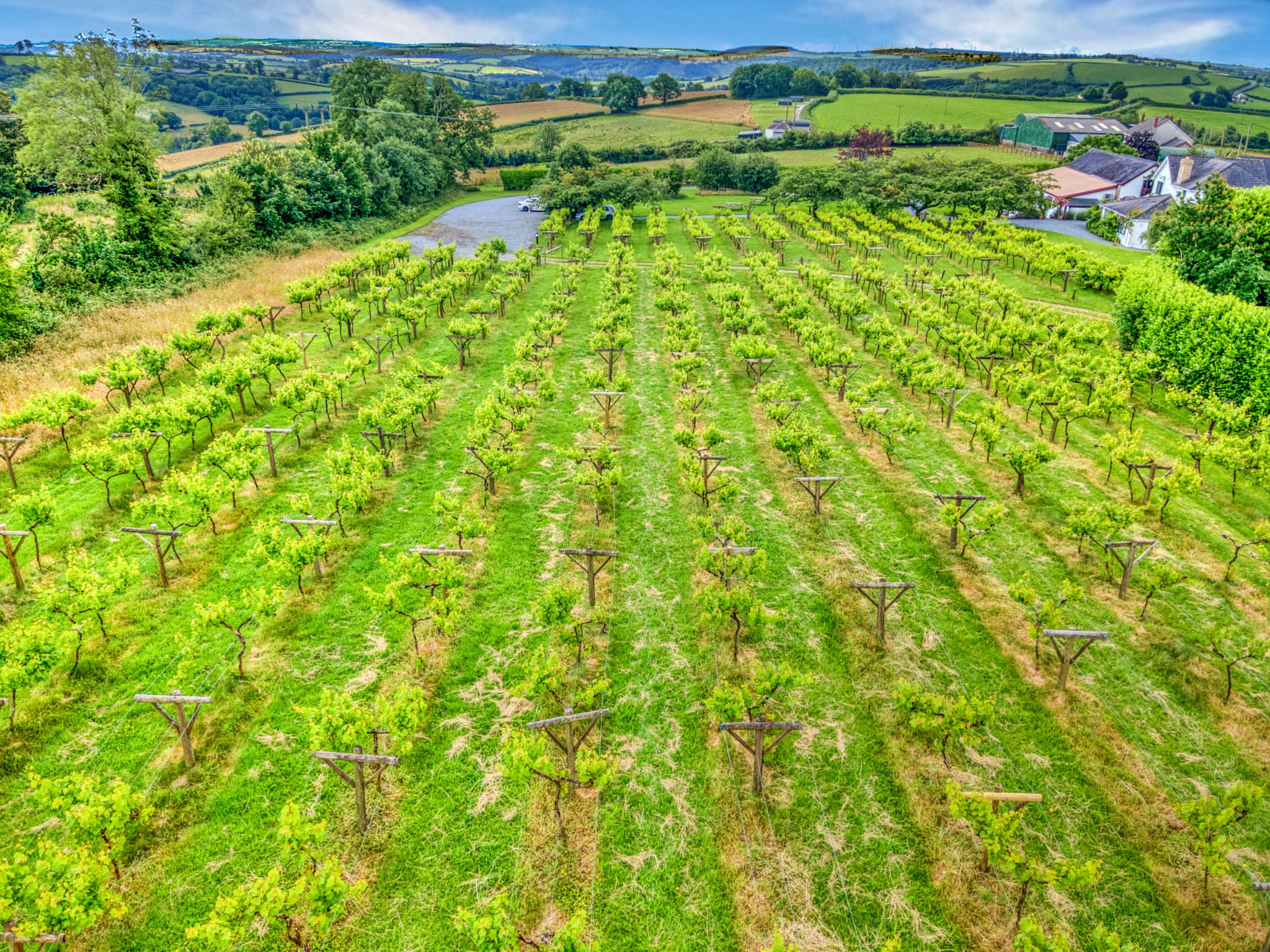 Jabajak Vineyard - Outside