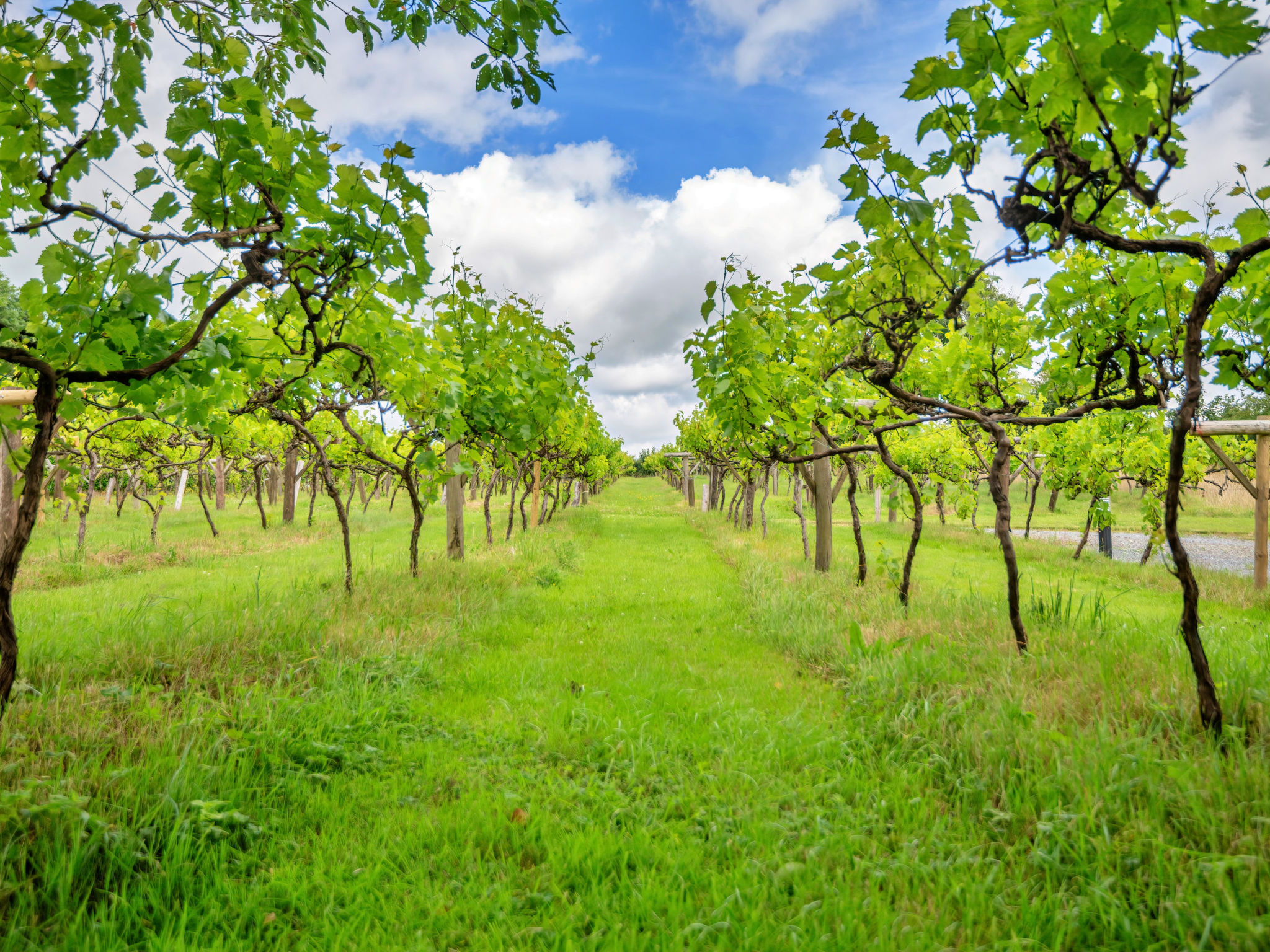 Jabajak Vineyard - Outside