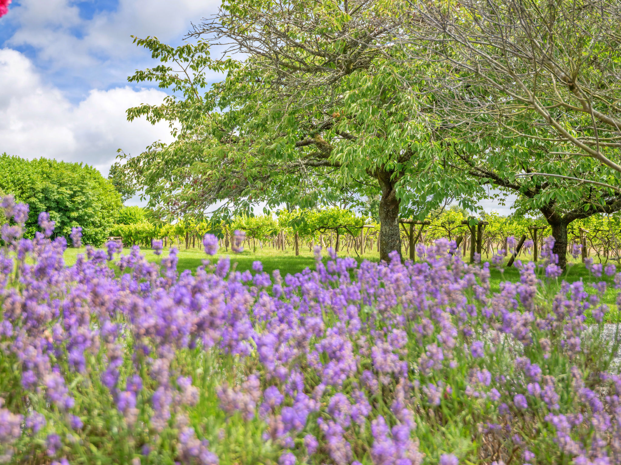 Jabajak Vineyard - Outside