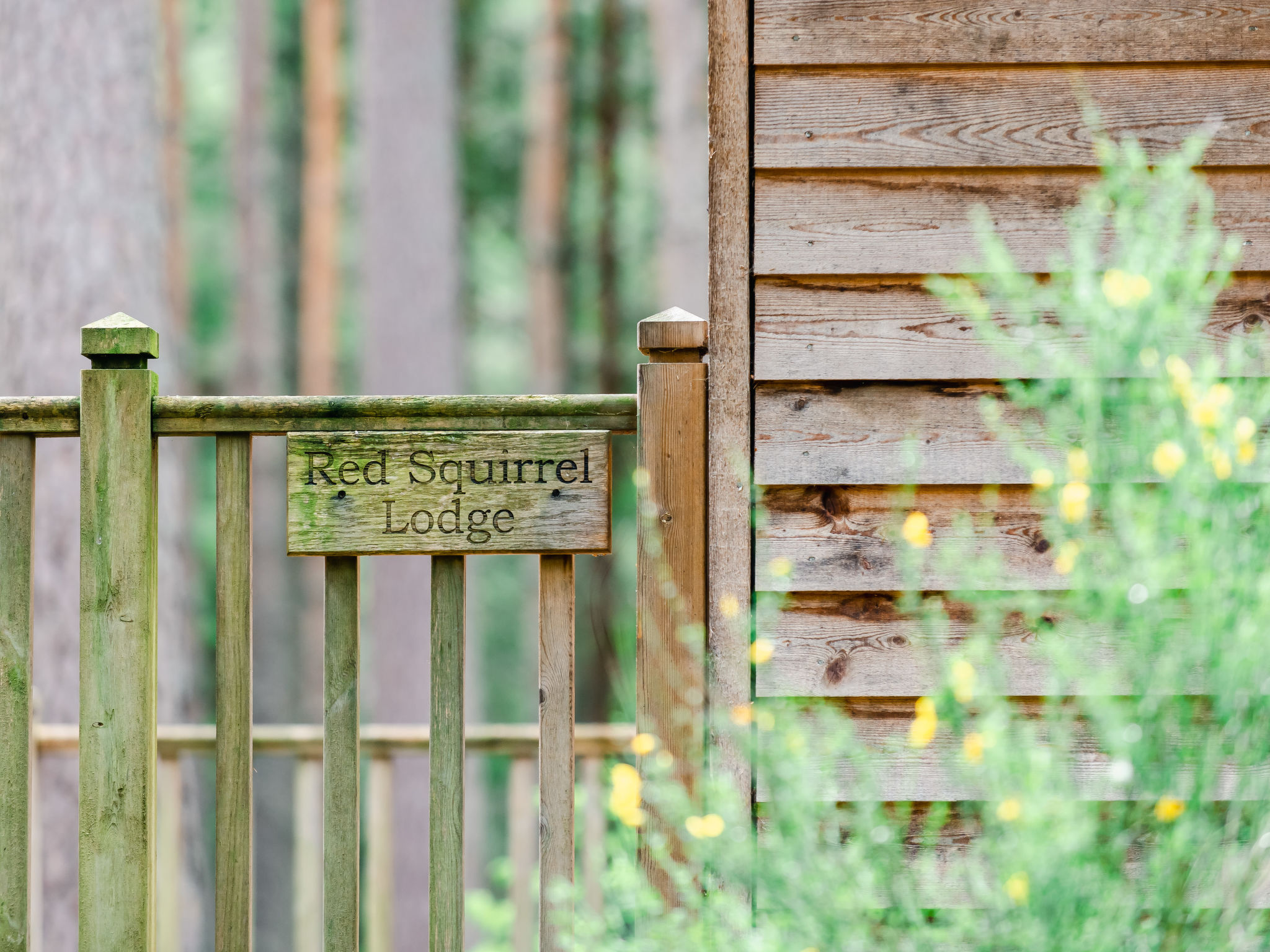 Red Squirrel Lodge - Outside