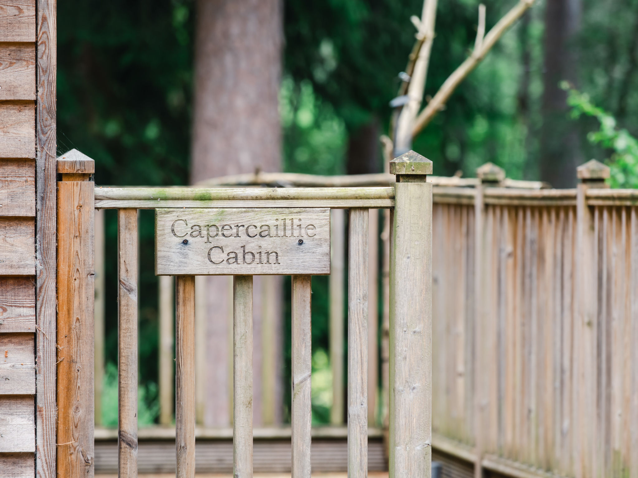 Capercaillie Cabin - Outside