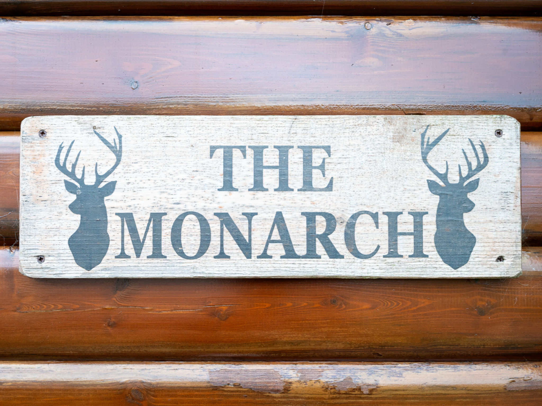 Photo of Monarch