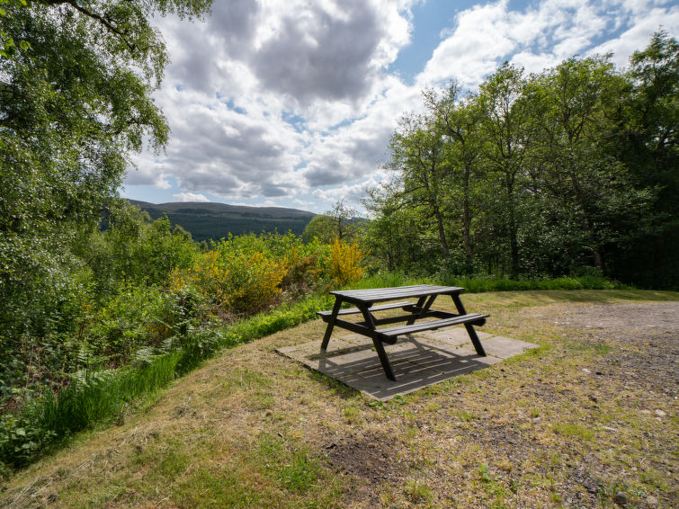 Photo of Silver Birch