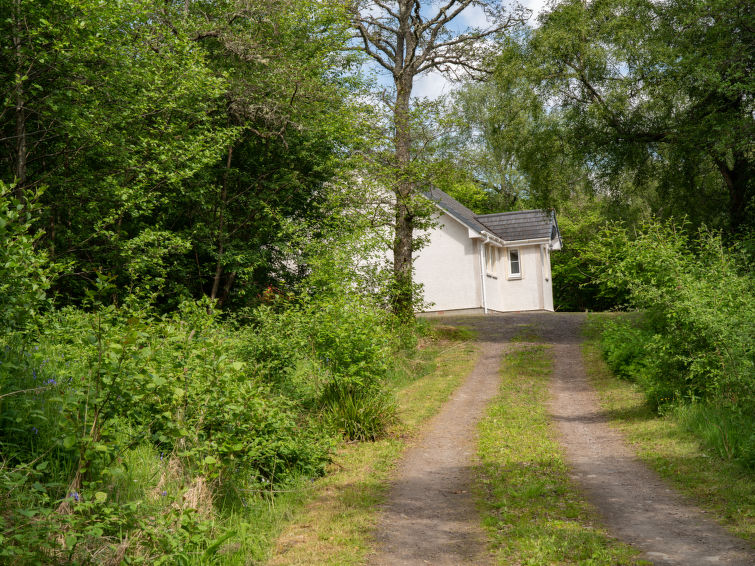 Photo of Silver Birch