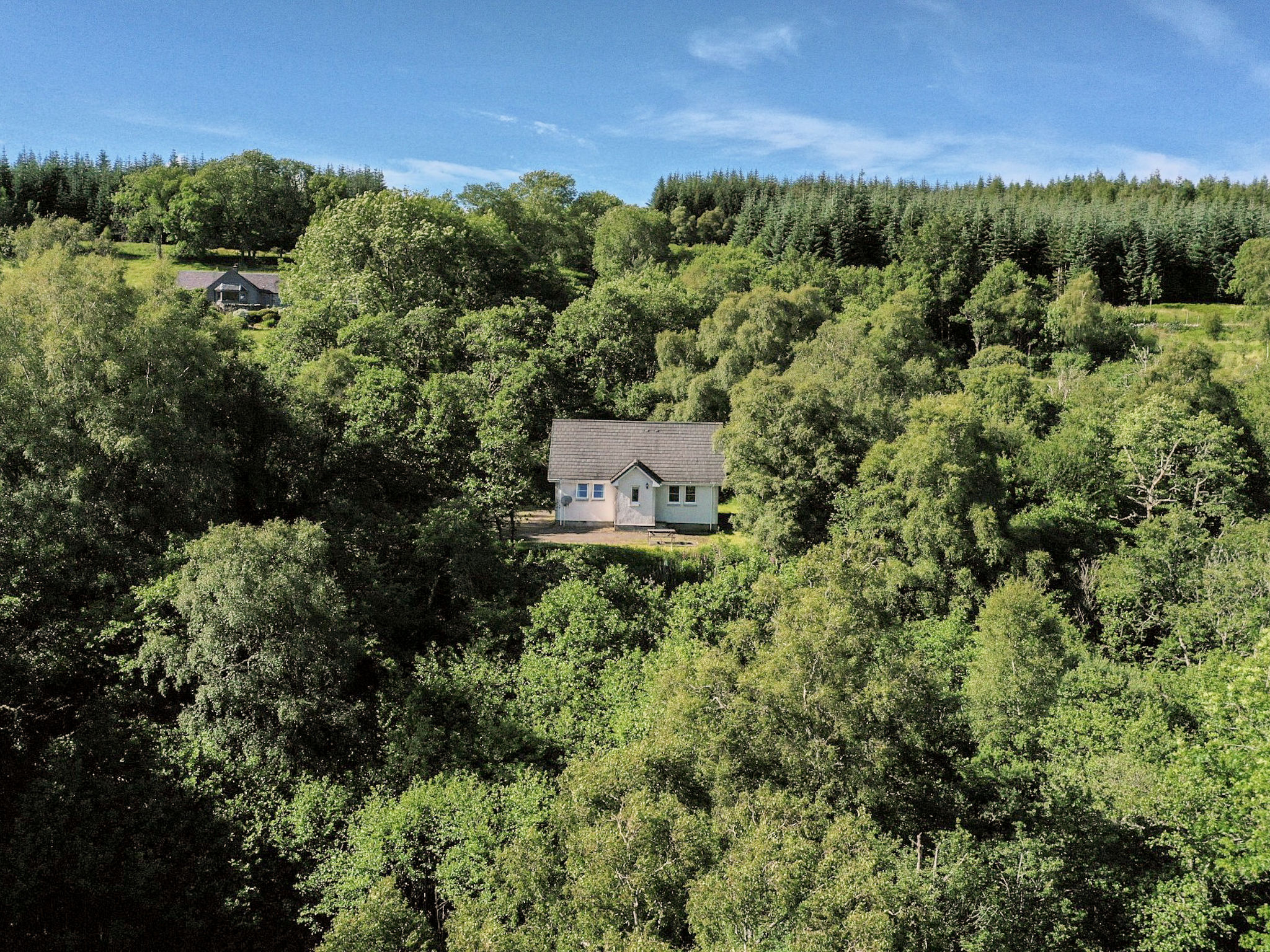 Photo of Silver Birch