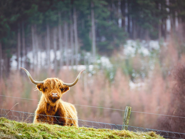 Photo of Red Deer