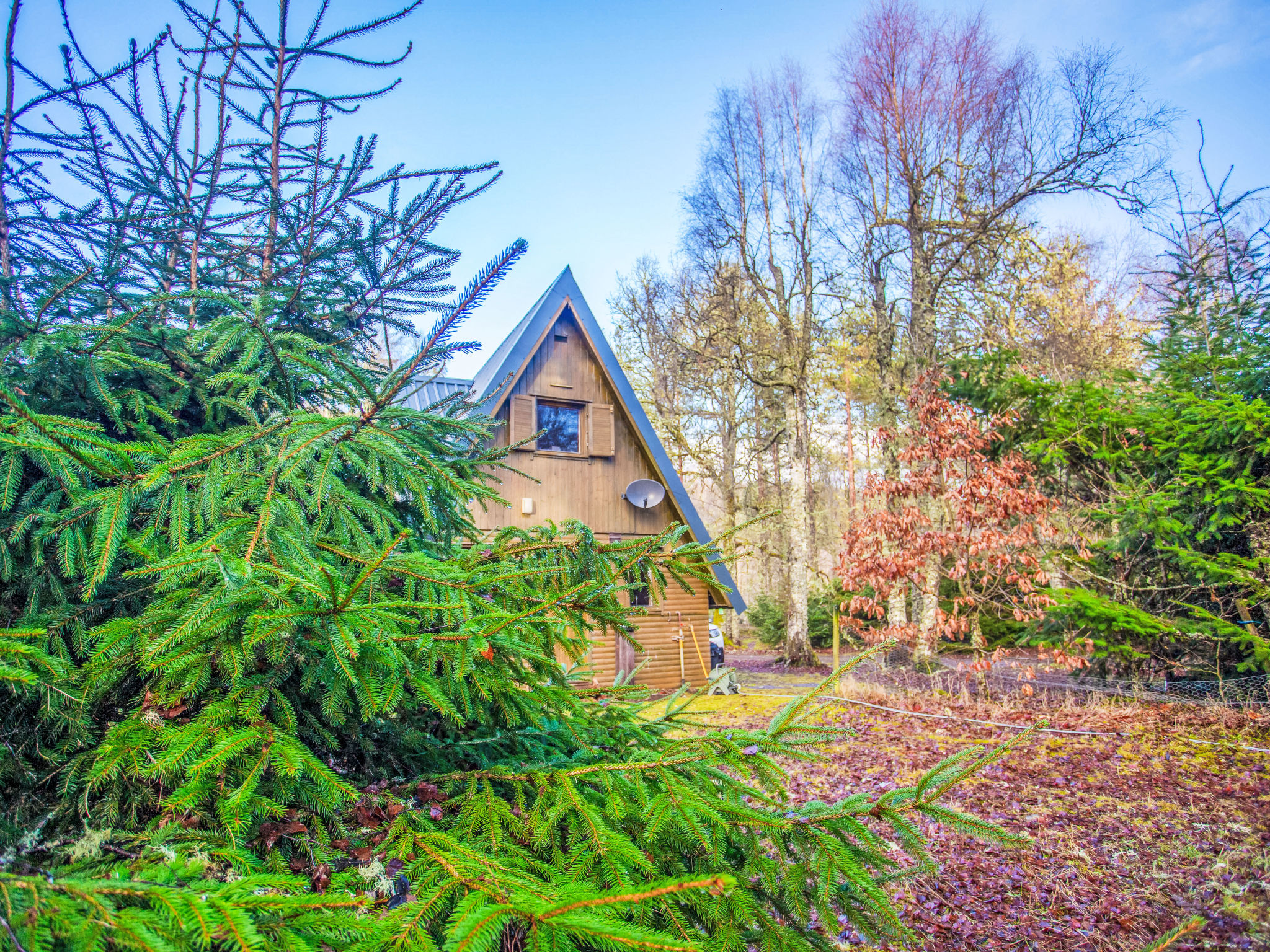 Photo of Birch Rowan Combi