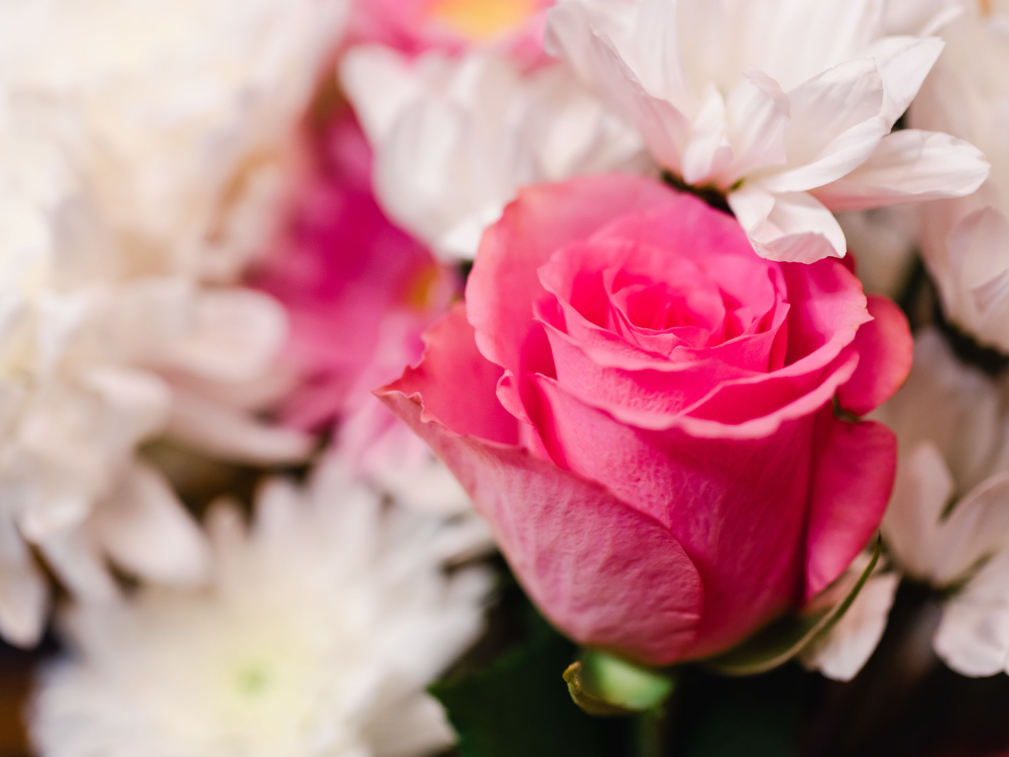 Photo of Birch Rowan Combi