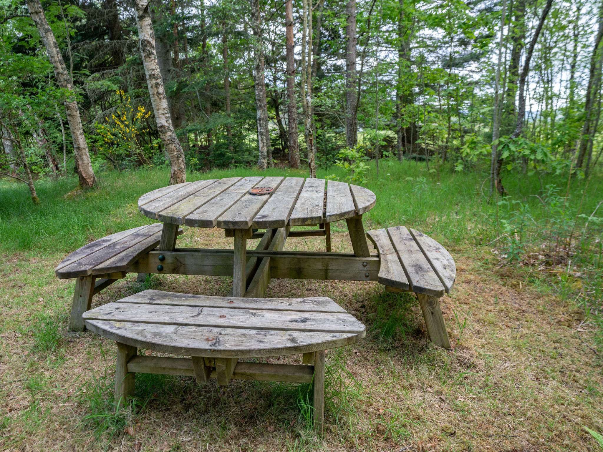 Photo of Birch Rowan Combi