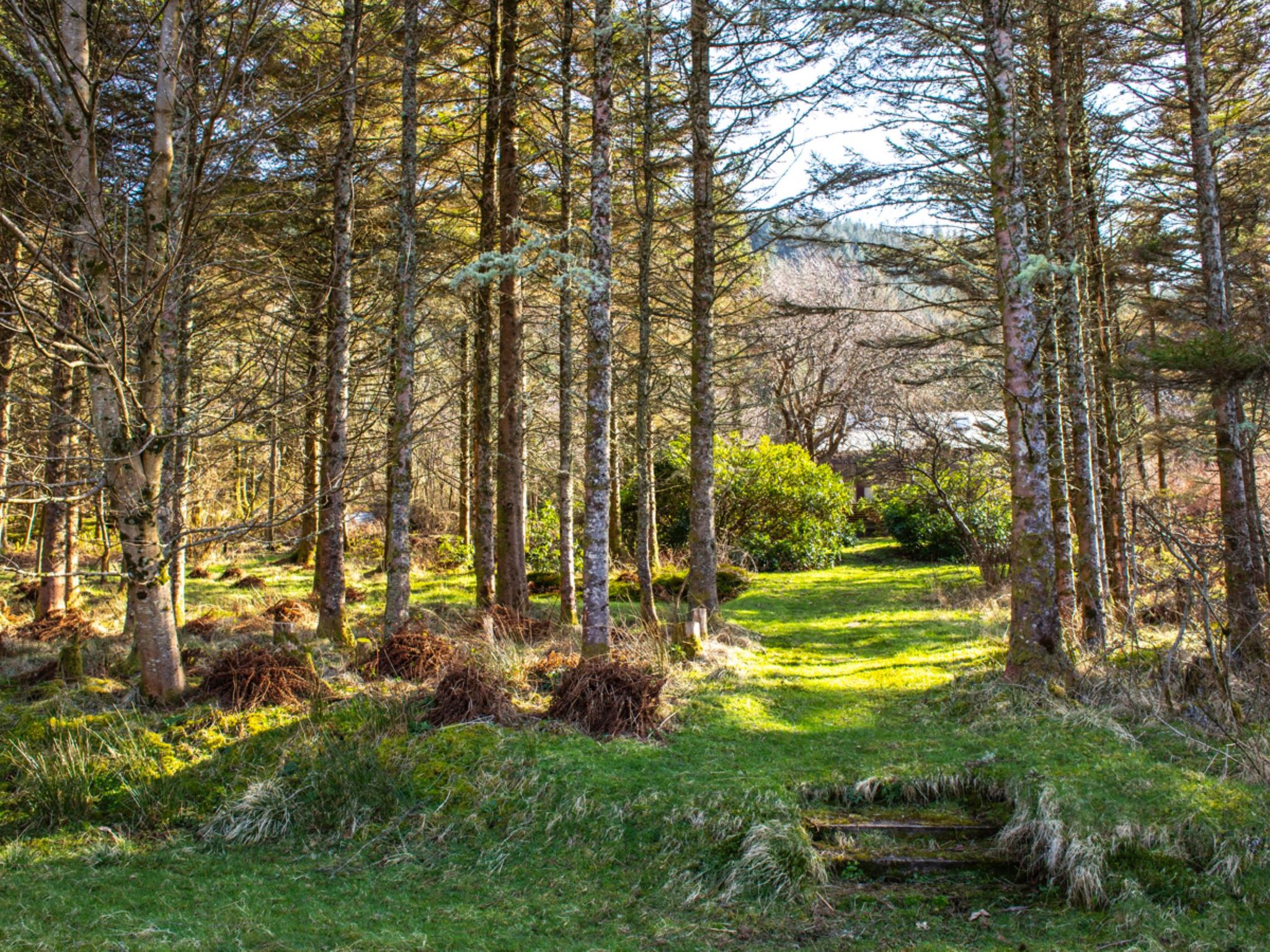 Photo of Blue Lobster