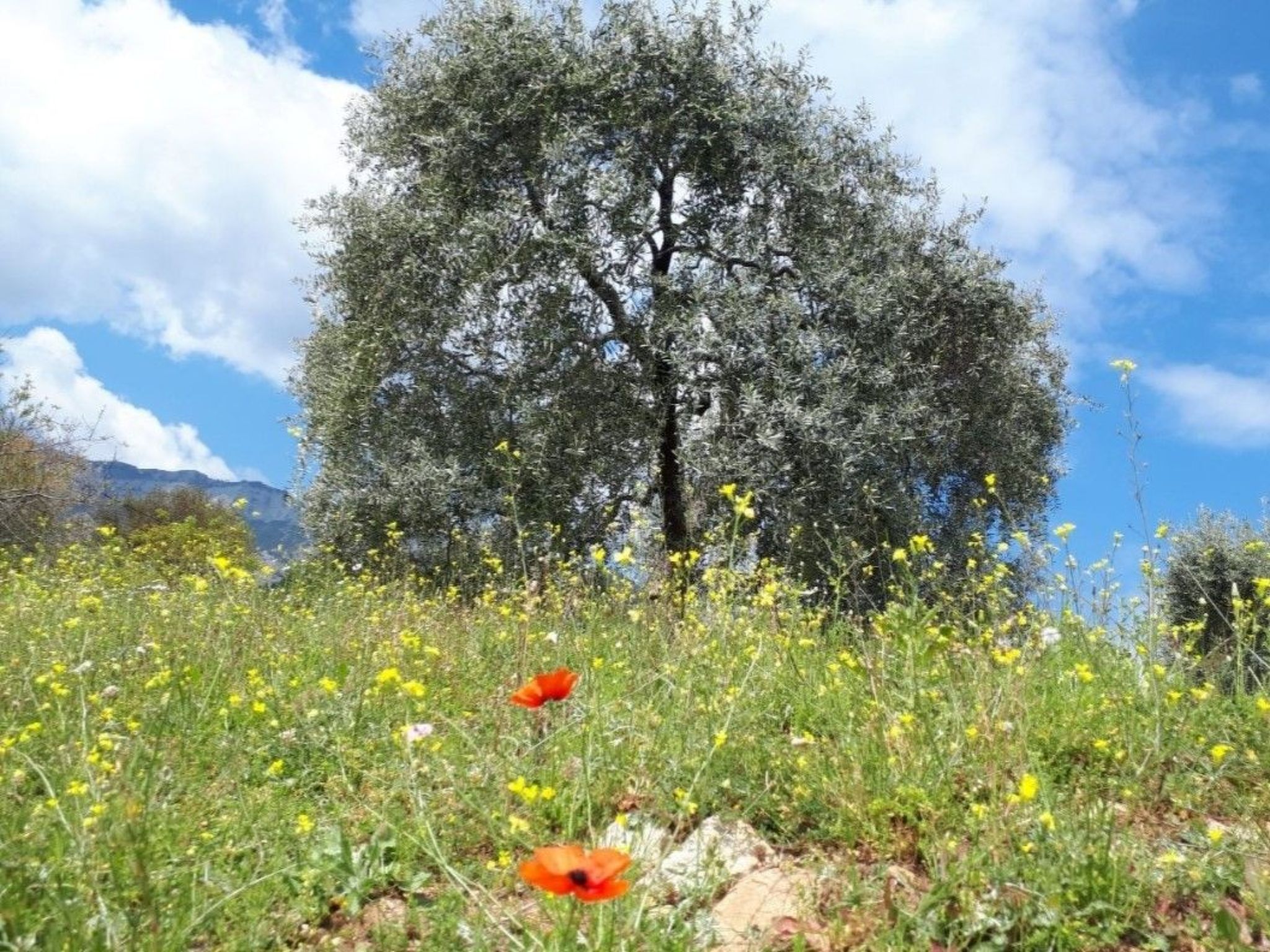 Neues Ferienhaus in Thasos mit Großer Terrasse-Image-tags.info